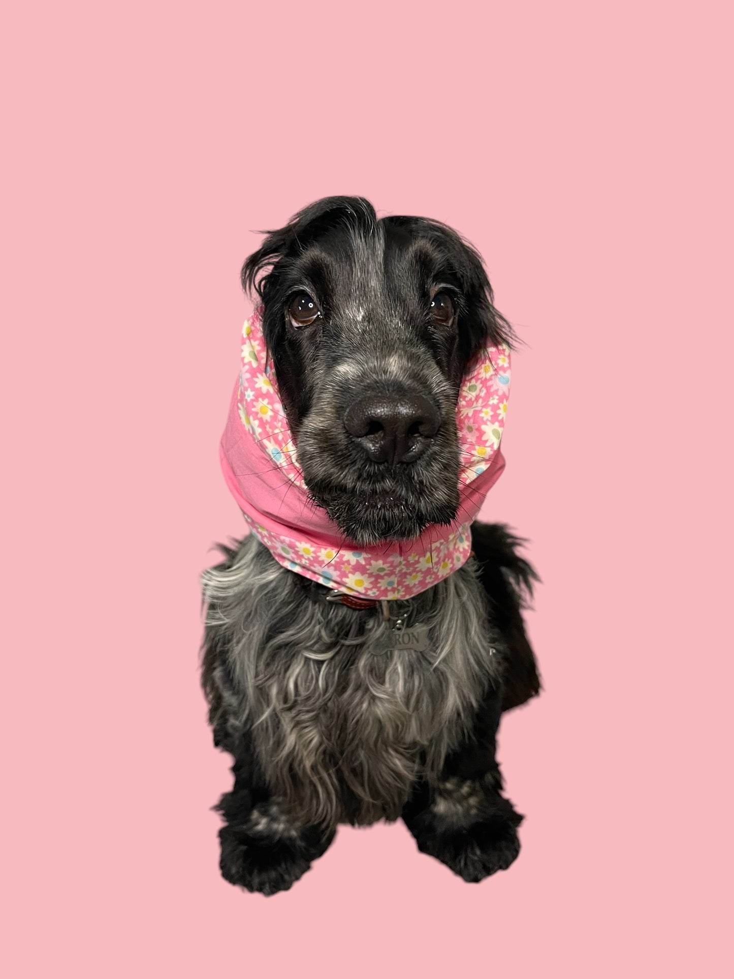 Snood Cane Double-Face in Puro Cotone con Ricamo: “Song chiù bella d’ ‘o sole”