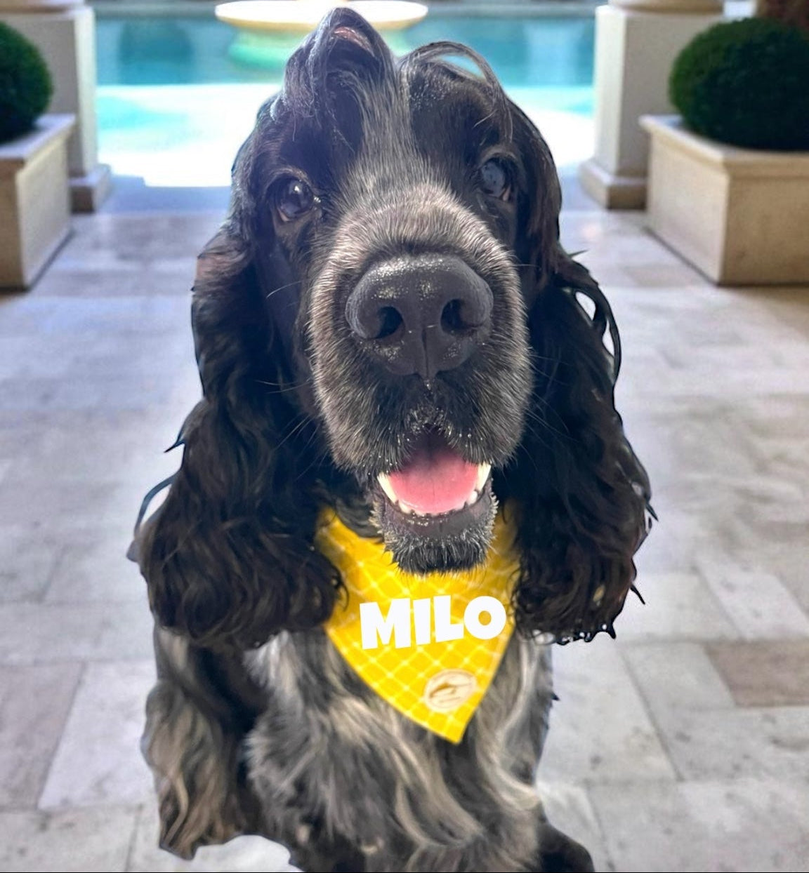 Bandana per Cani Sartoriale gialla a Quadretti in Cotone