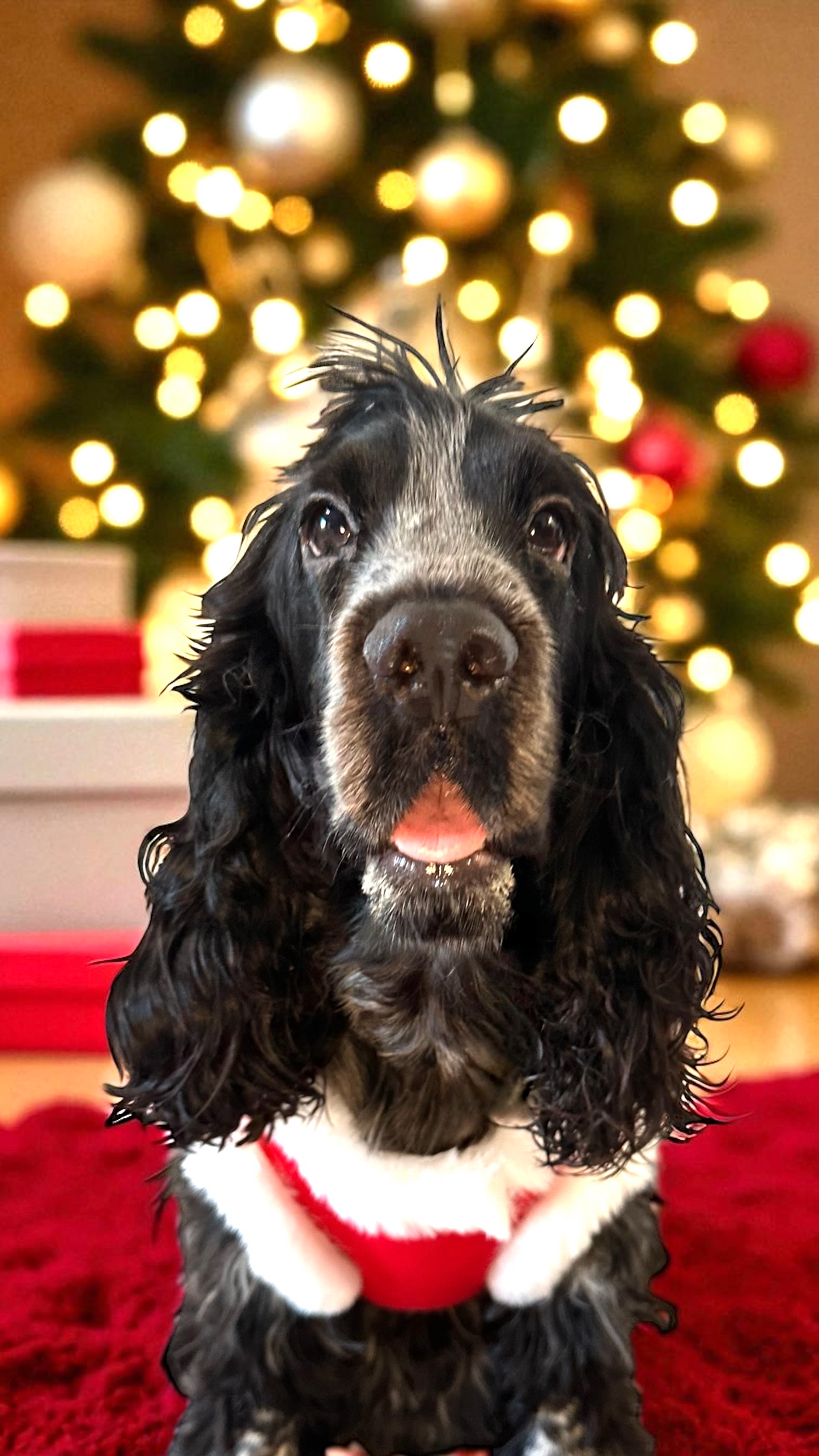 Maglia natalizia stile Babbo Natale con scritta stampata: “ Natale è amore e.. croccantini!”