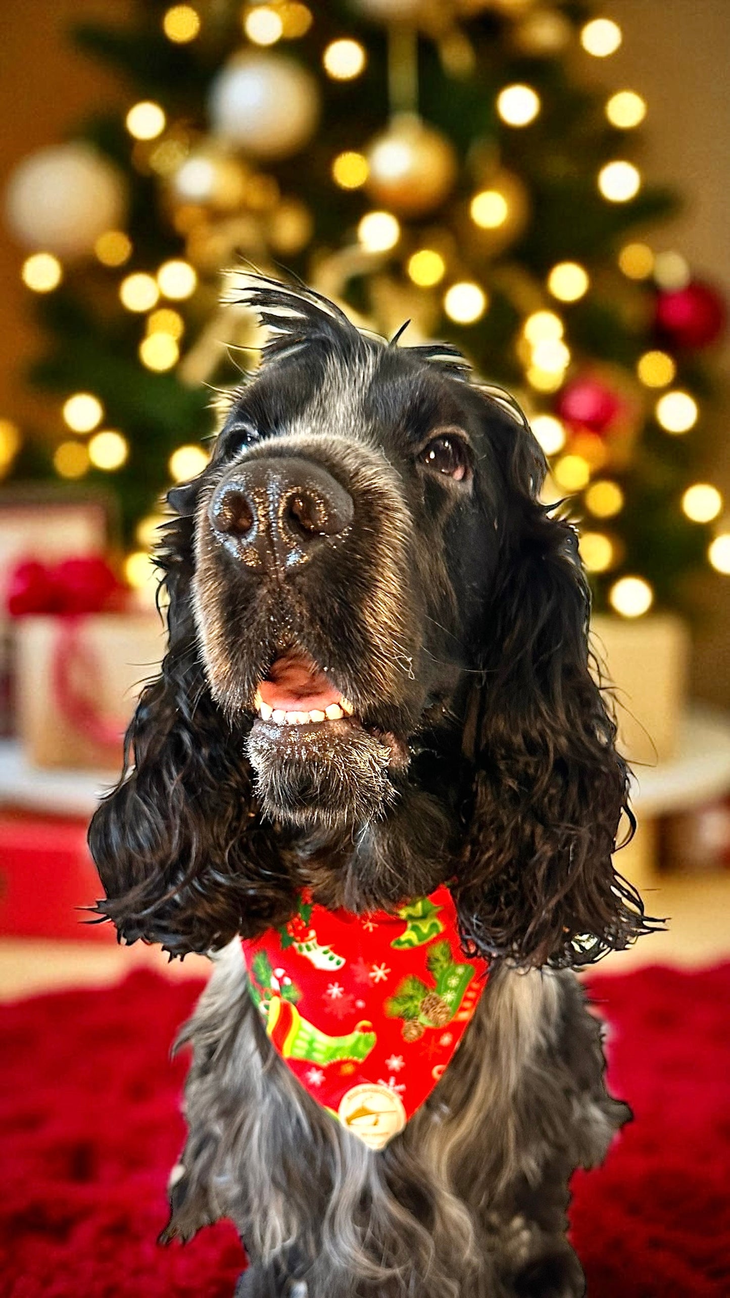 Bandana natalizia sartoriale double-face per cani verde con tessuto fantasia rosso con calze di Natale e scritta “Buon Natale!” stampata
