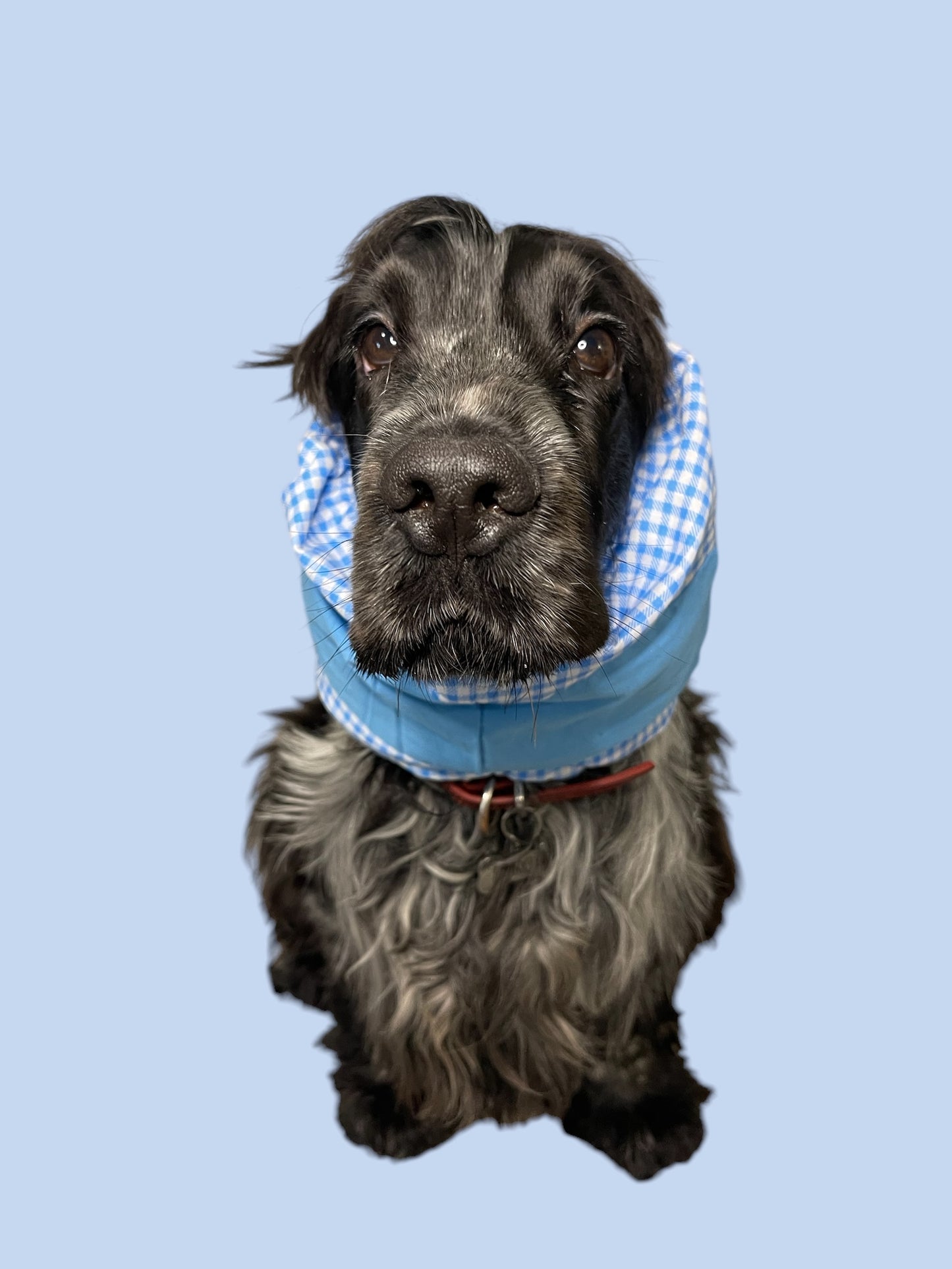 Snood Cane Double-Face in Puro Cotone con Ricamo: "’Scugnizzo c’ ‘a cora"