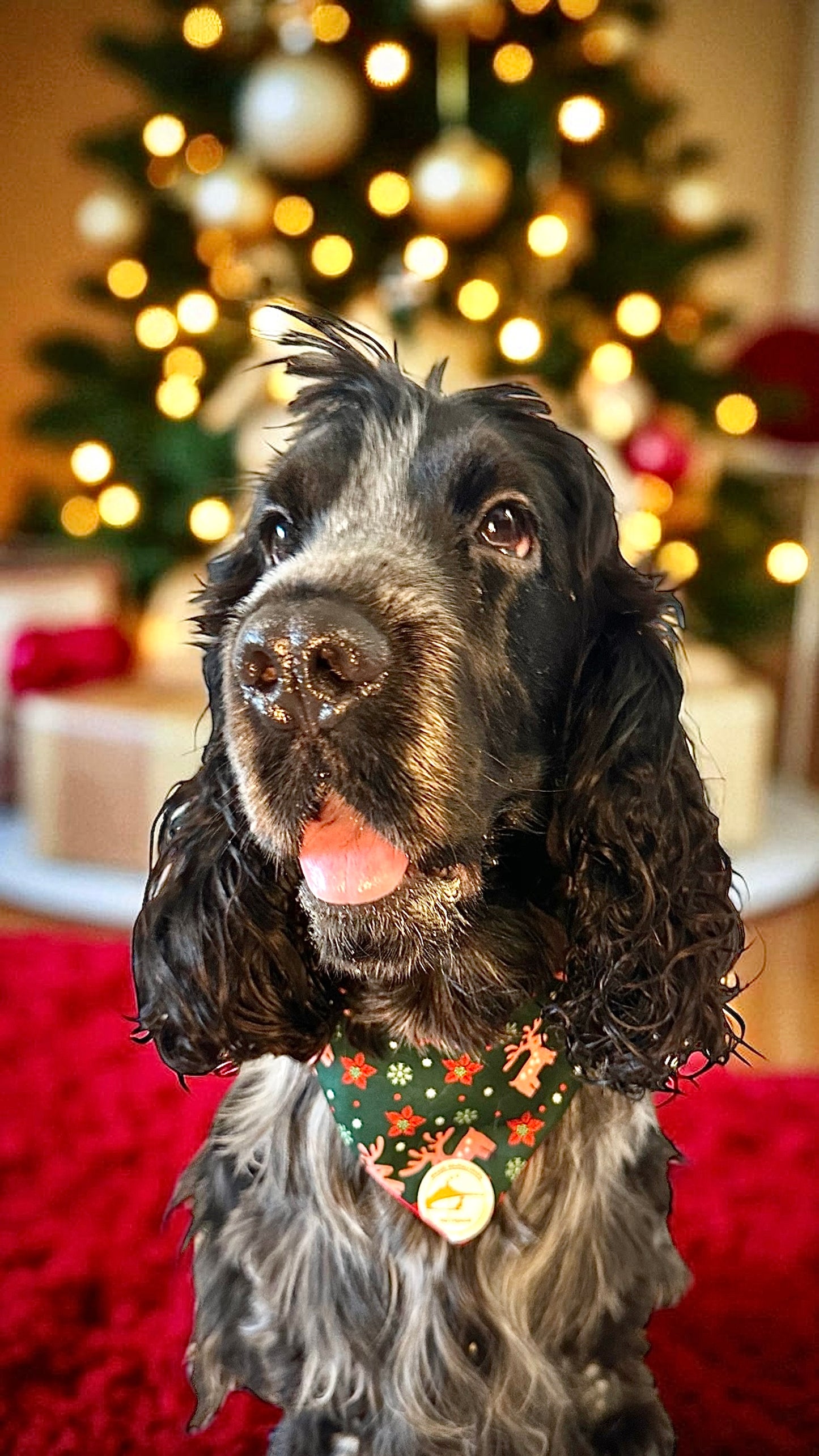 Bandana Natalizia sartoriale double-face per cani rossa e tessuto fantasia verde con renne con scritta “Buon Natale!” stampata