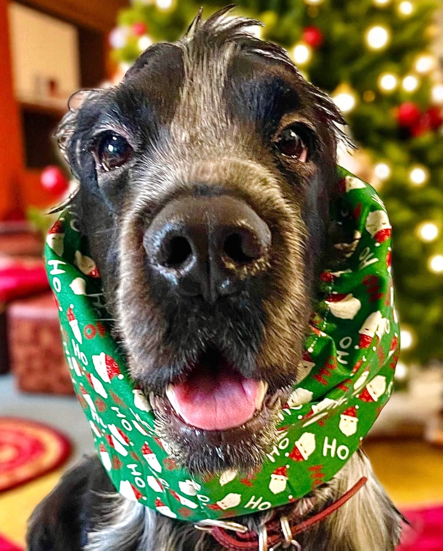 Snood sartoriale natalizio verde con Babbi Natale per cocker