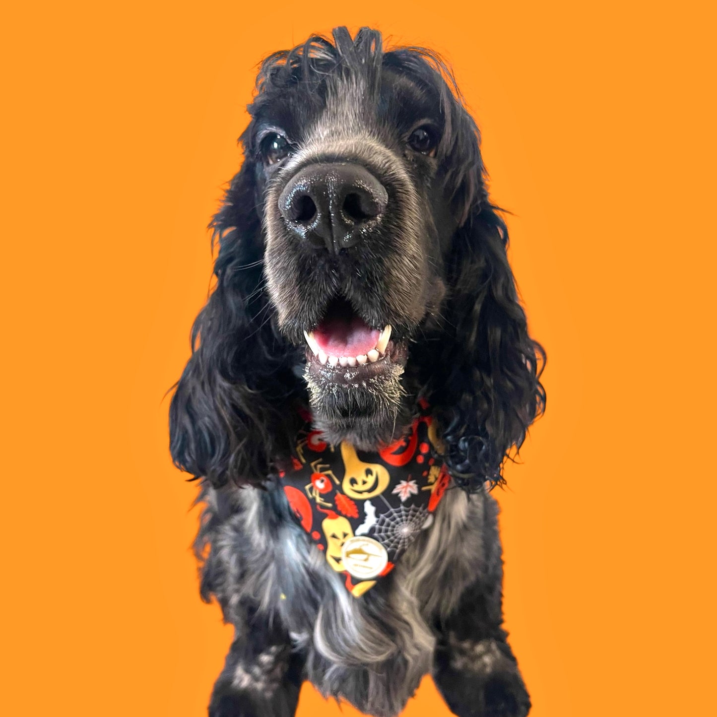 Bandana Cane Double-Face Halloween con Zucche e Scritta “Premietto o Scherzetto”