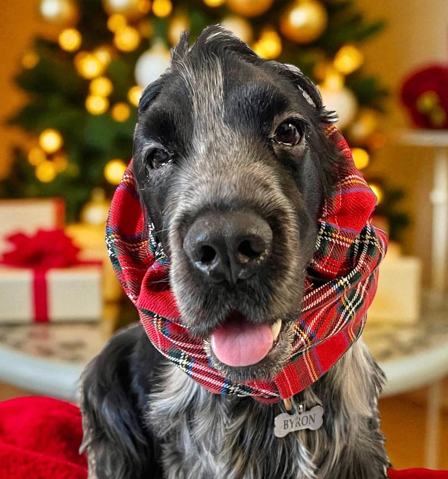 Snood natalizio sartoriale per cani in tessuto Tartan rosso per cocker