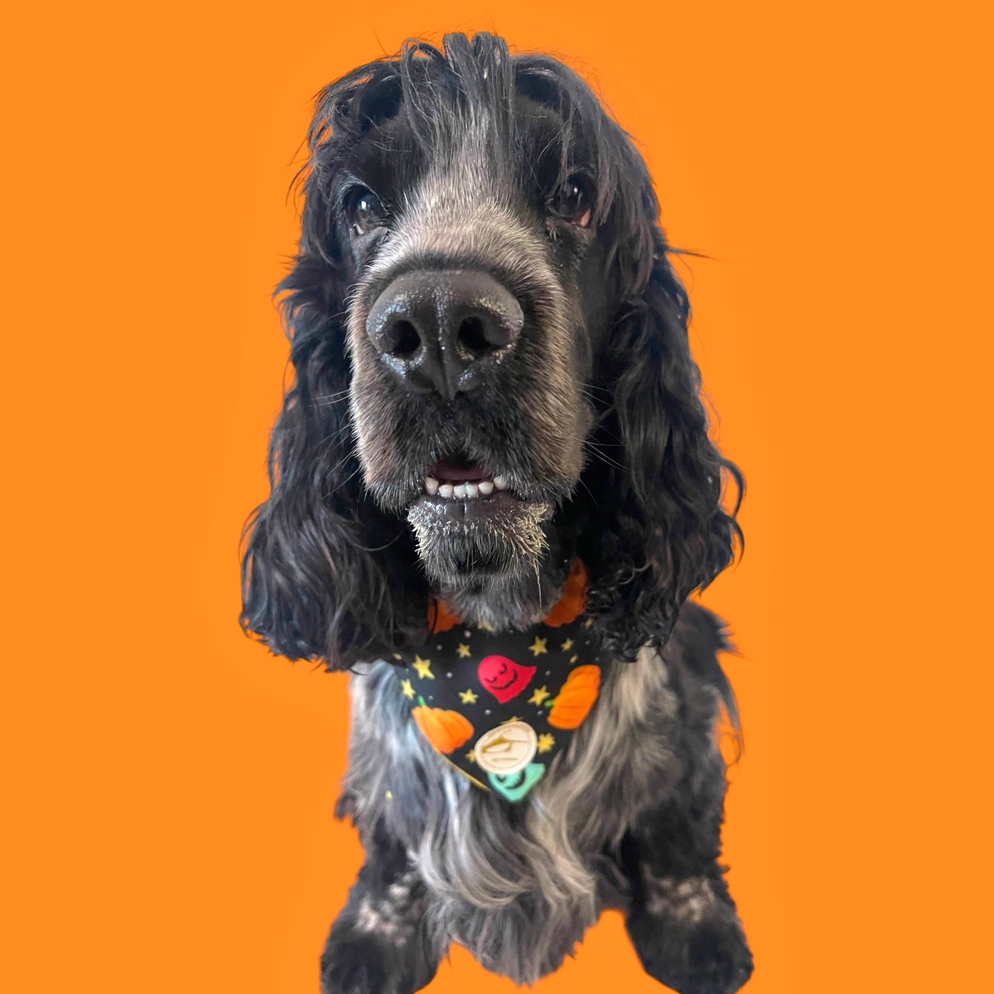 Bandana Cane Double-Face Halloween: Zucche, Fantasmini & "Premietto o Scherzetto"