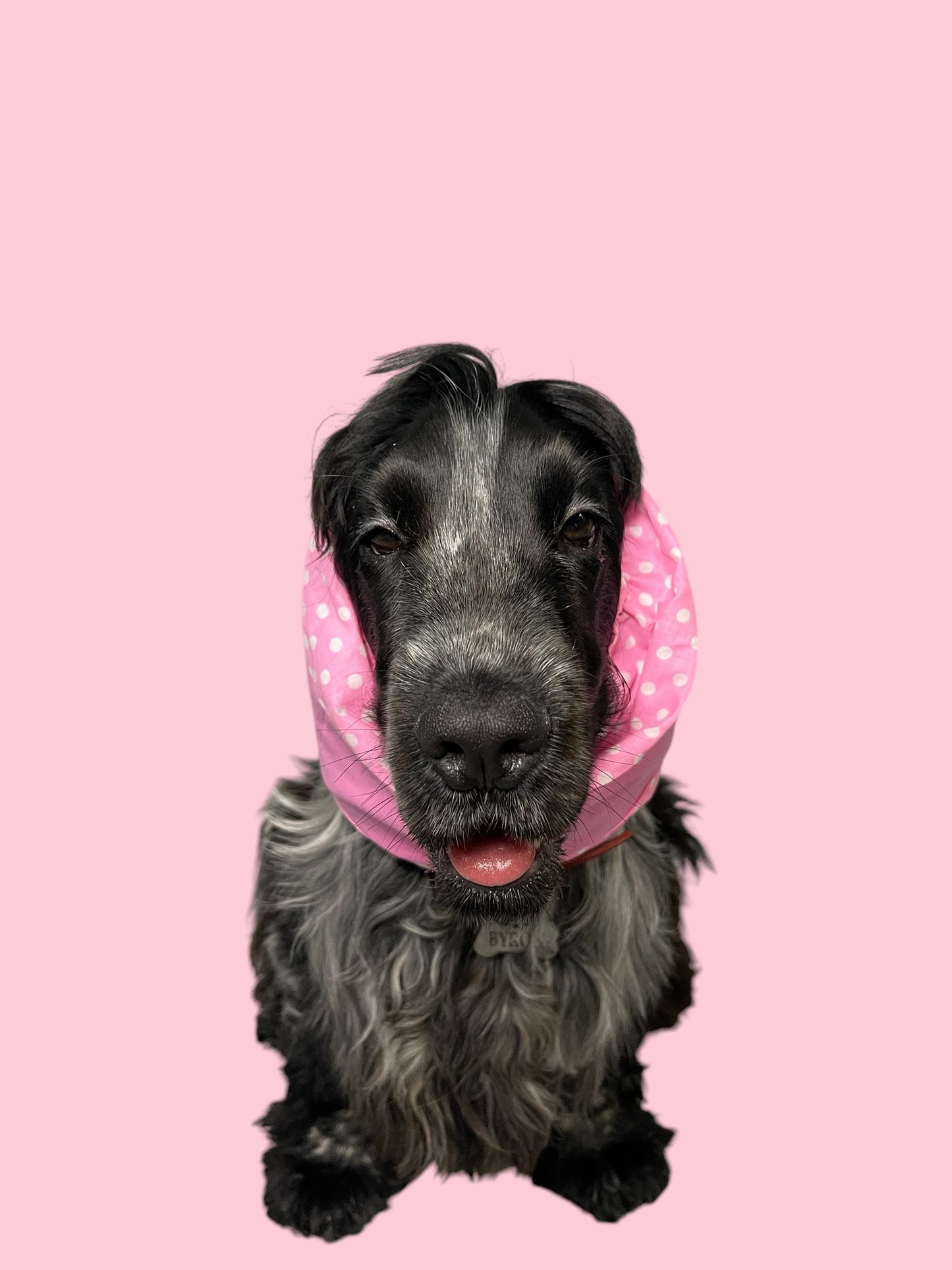 Snood Cane Double-Face in Puro Cotone con Ricamo: "Teng ‘a Capa Tost"