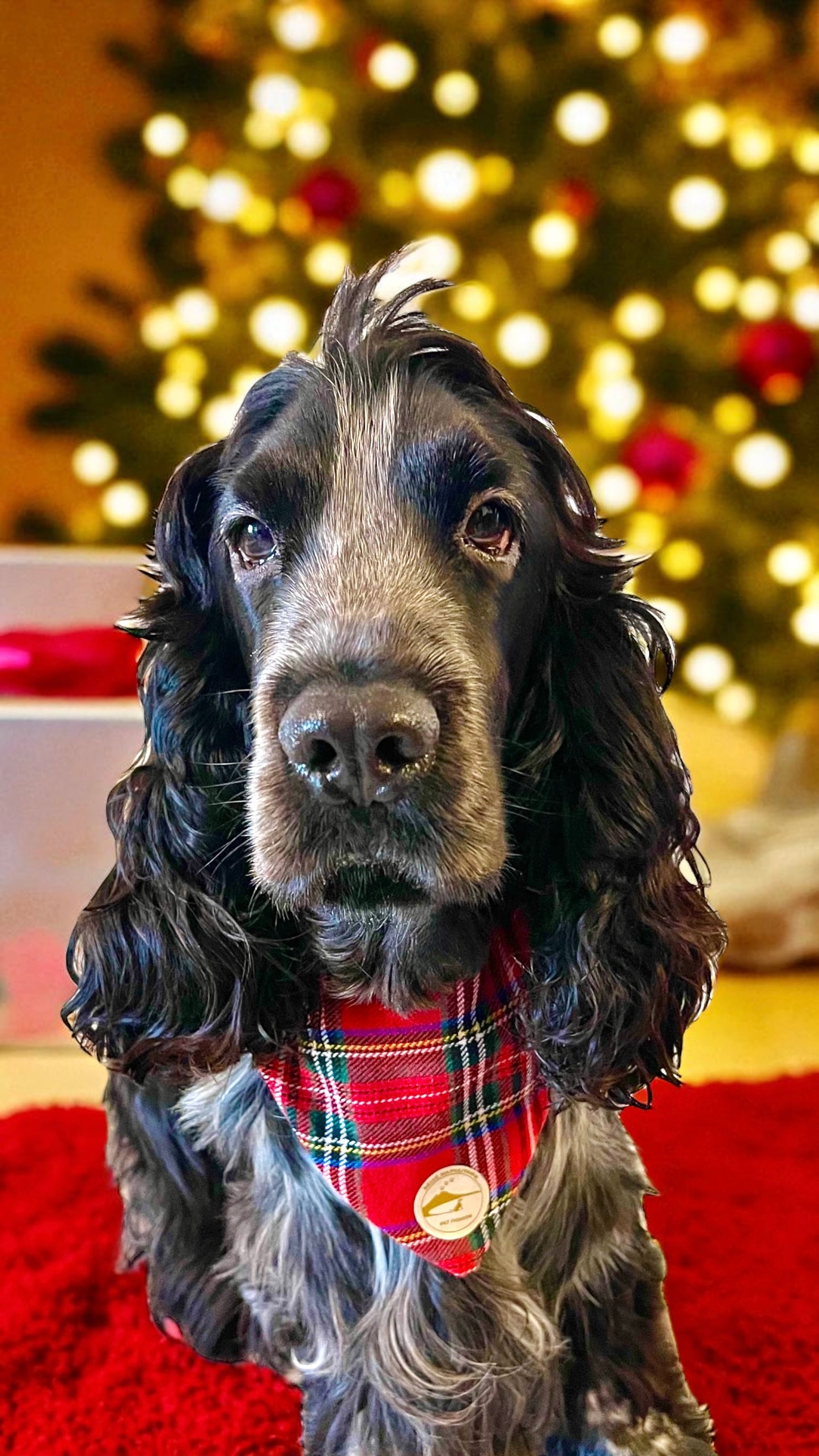 Bandana natalizia sartoriale double-face per cani in tessuto Tartan - Personalizzabile