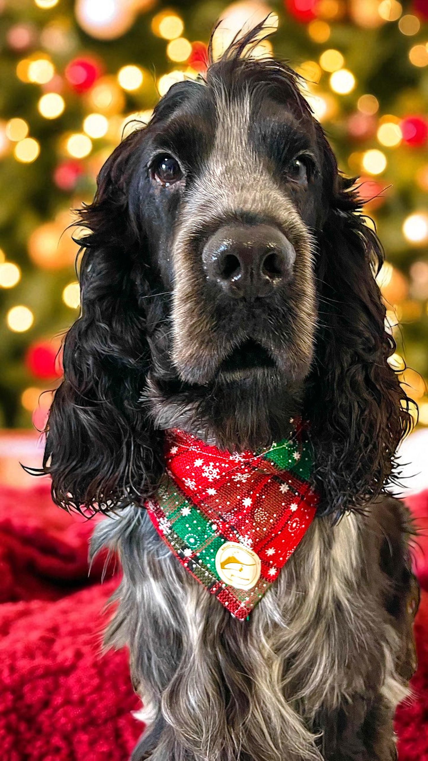 Bandana natalizia sartoriale per cani stile scozzese rosso e verde con fiocchi di neve