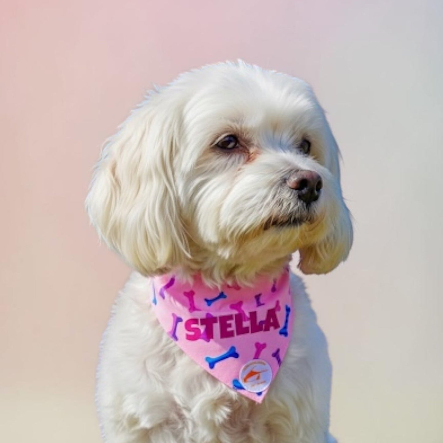 Bandana cane rosa con collare con fantasia ossi multicolor personalizzabile