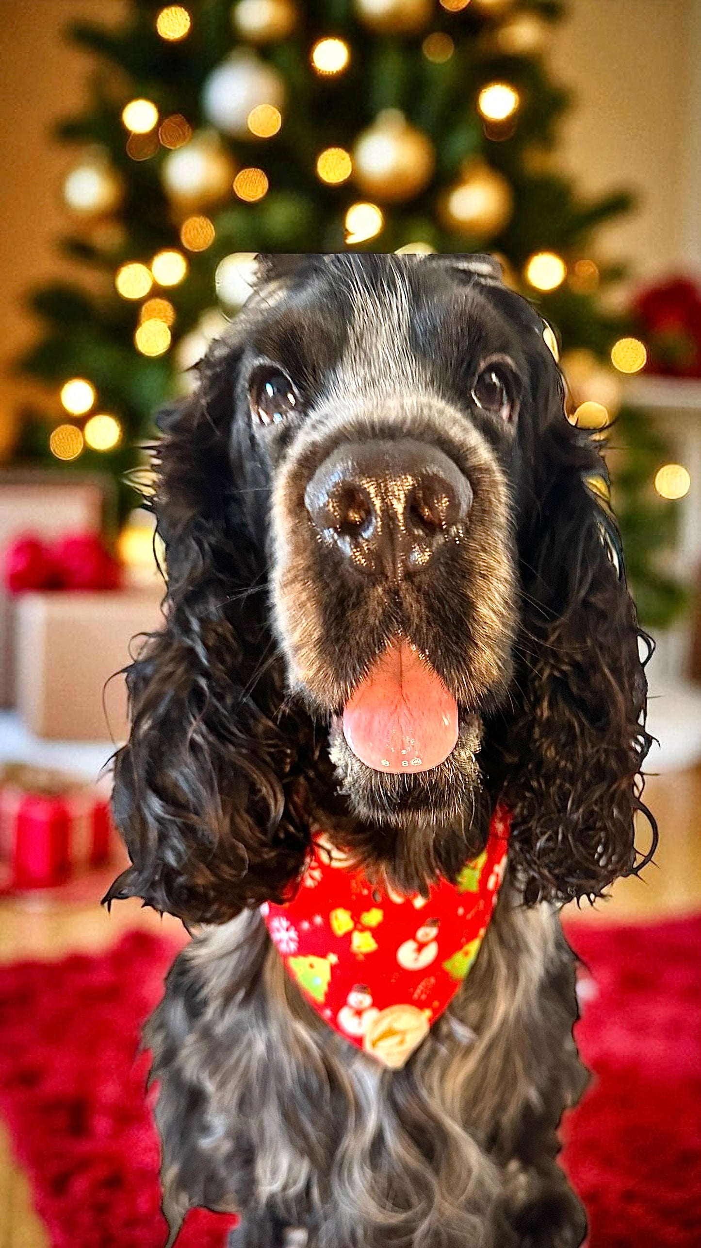 Bandana Natalizia sartoriale double-face rossa per cani e tessuto stampato con Babbi Natale alberi e pupazzi di neve con scritta “Buon Natale!” stampata