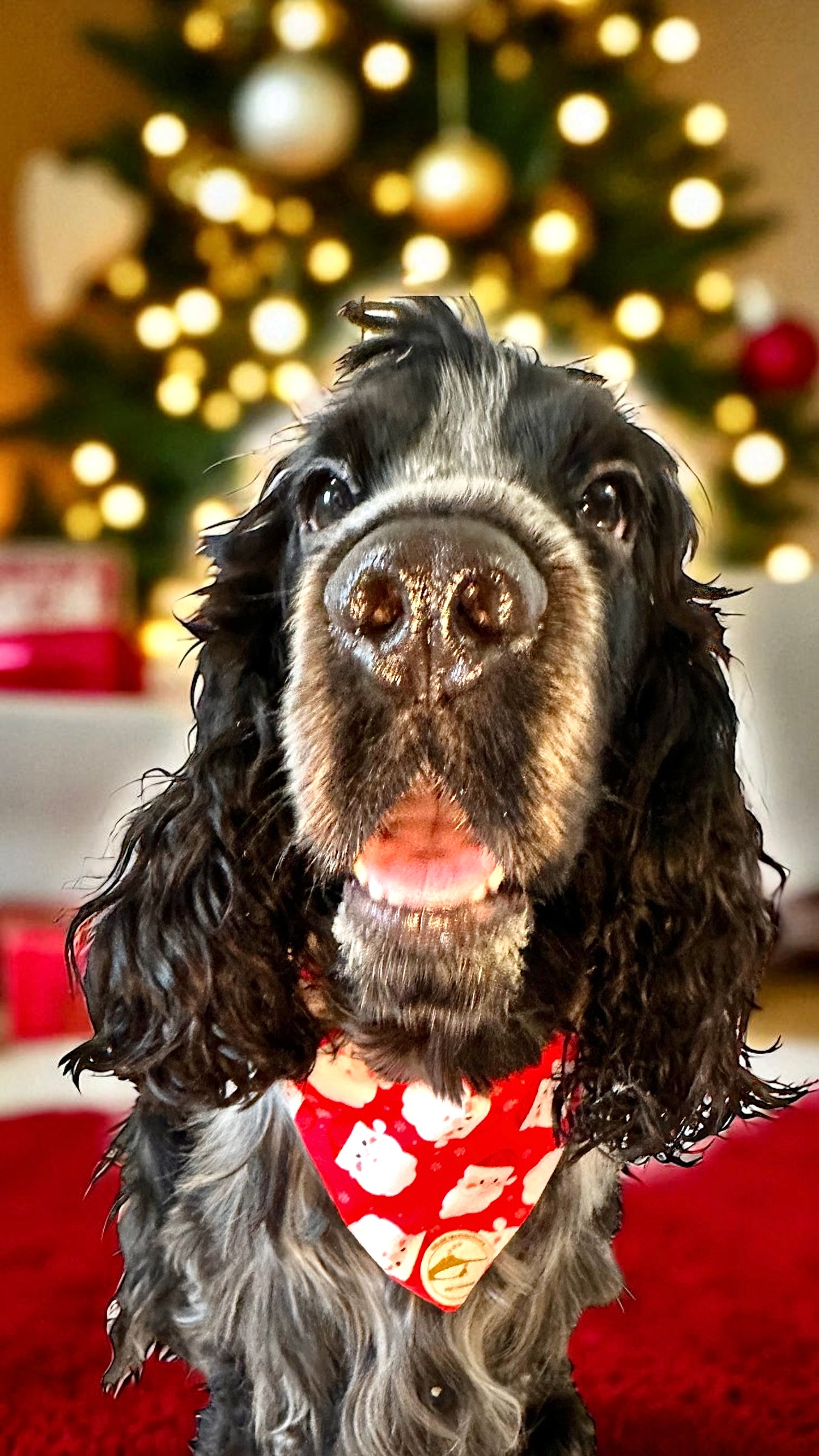 Bandana Natalizia sartoriale double-face per cani rossa e tessuto fantasia rosso con Babbi Natale con scritta “Buon Natale” stampata