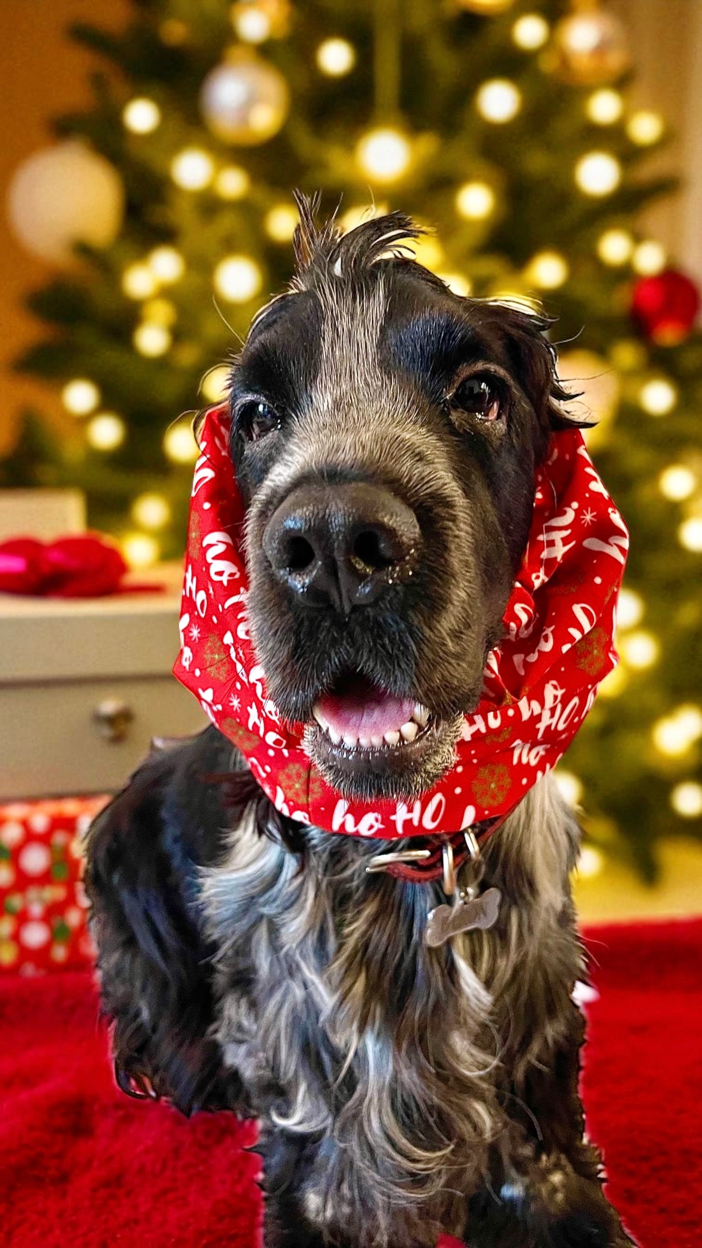 Snood sartoriale natalizio rosso per Cocker