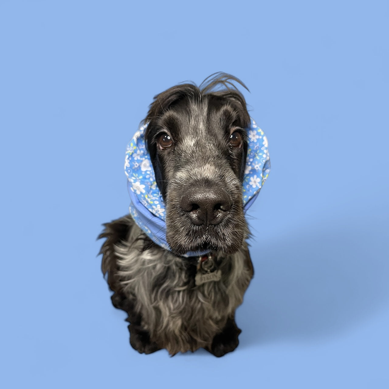 Snood Cane Double-Face in Puro Cotone con Ricamo: “Faciteme Sta’ Quiet”