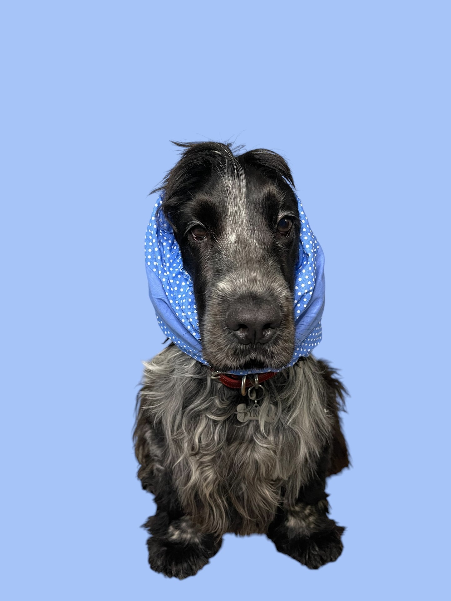 Snood Cane Double-Face in Puro Cotone con Ricamo: “Teng l’Arteteca” – Il Paraorecchie per i Più Vivaci!