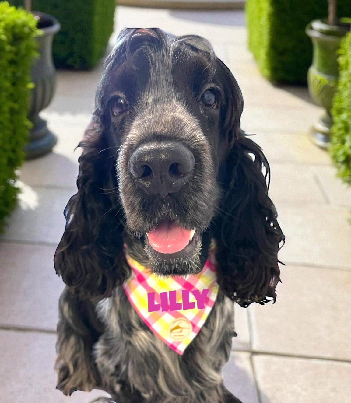 Bandana per Cani Sartoriale Rosa, giallo e bianco a Quadretti in Cotone