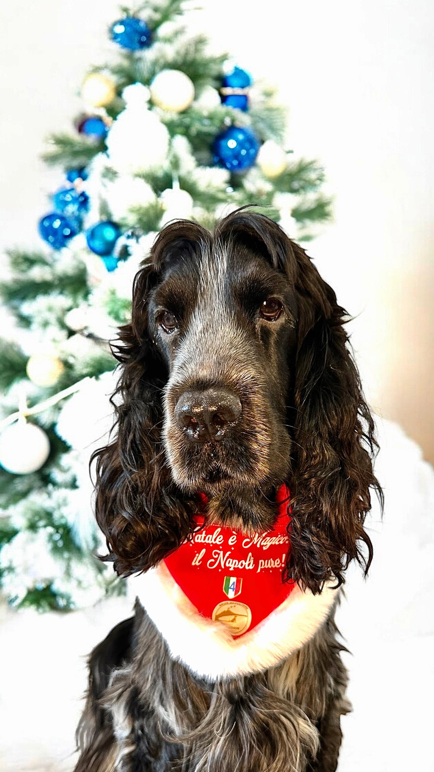 Bandana Natalizia per cani - Calcio Napoli - “ Natale è magico .. il Napoli pure!