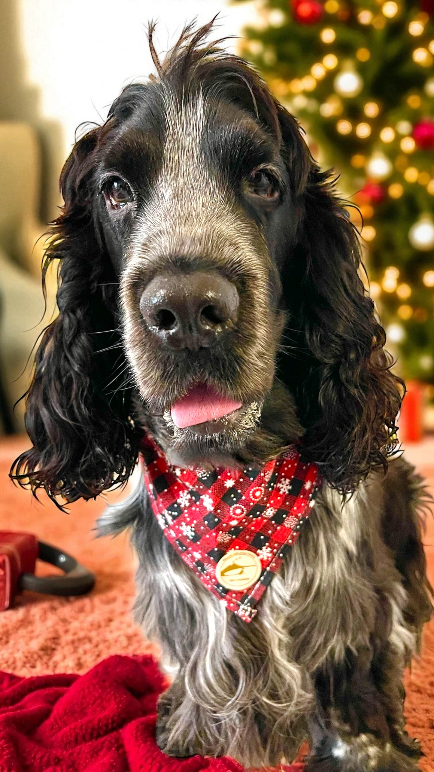 Bandana natalizia sartoriale per cani a quadretti nero e rosso con fiocchi di neve.