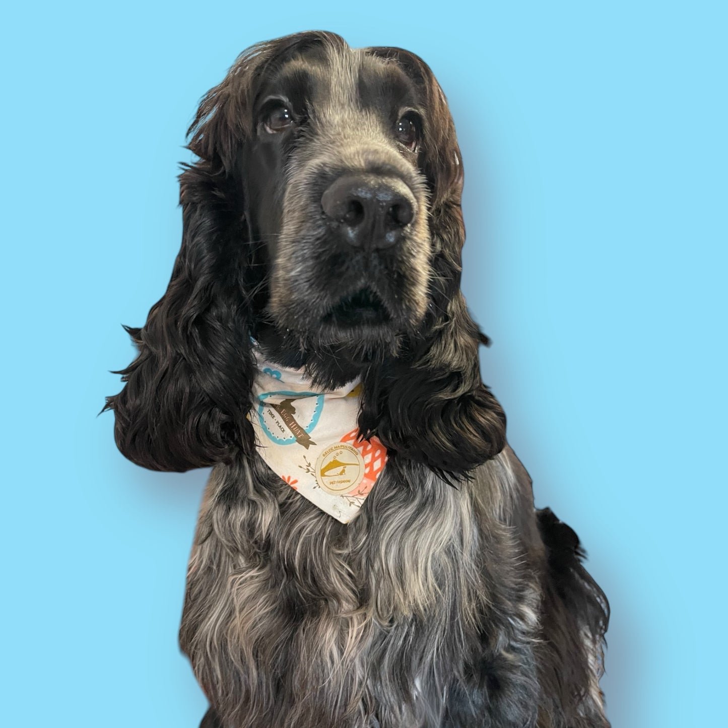 Bandane cane Pasqua sartoriale double-face. Frase ricamata in Napoletano & Puro cotone " STO CERCANN L'UOVO” a COLLARE