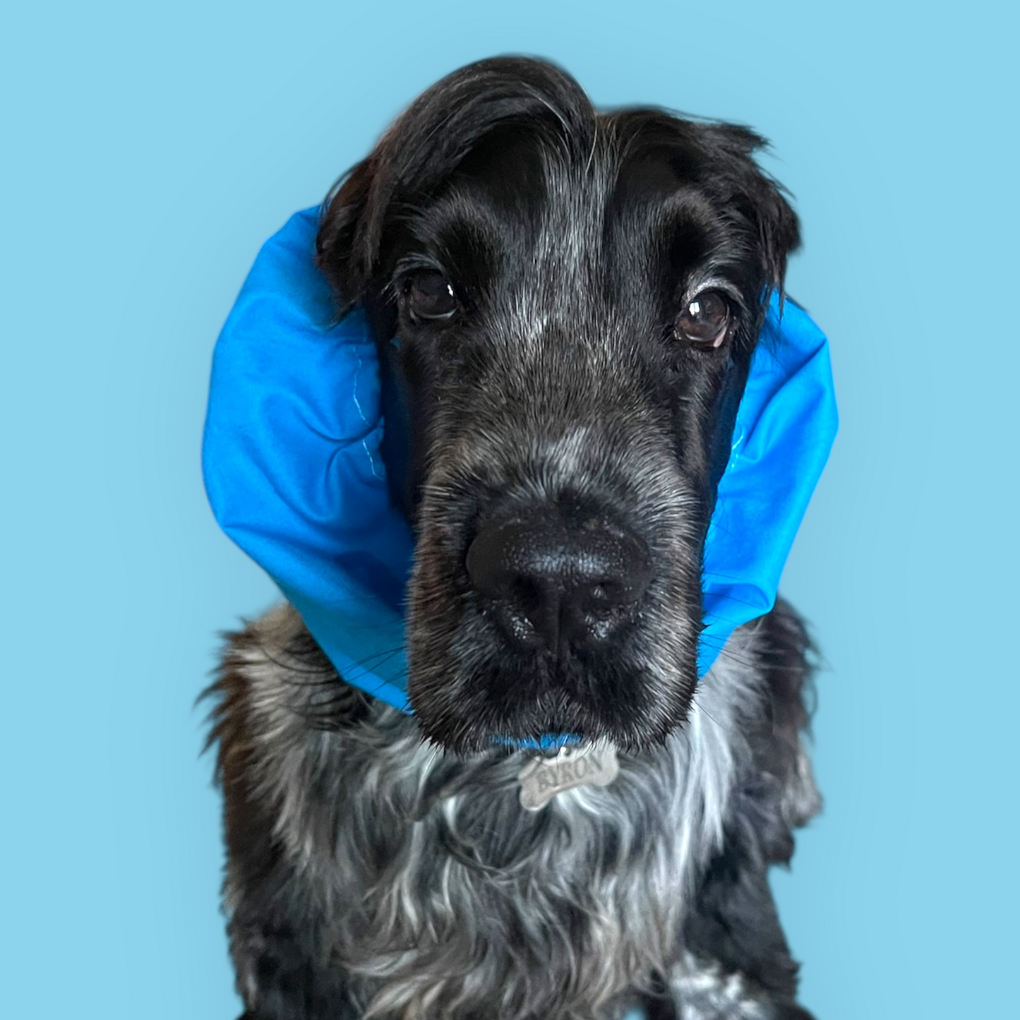 Snood Cocker Napoli 4° Scudetto: Protezione in Puro Cotone per Orecchie Lunghe