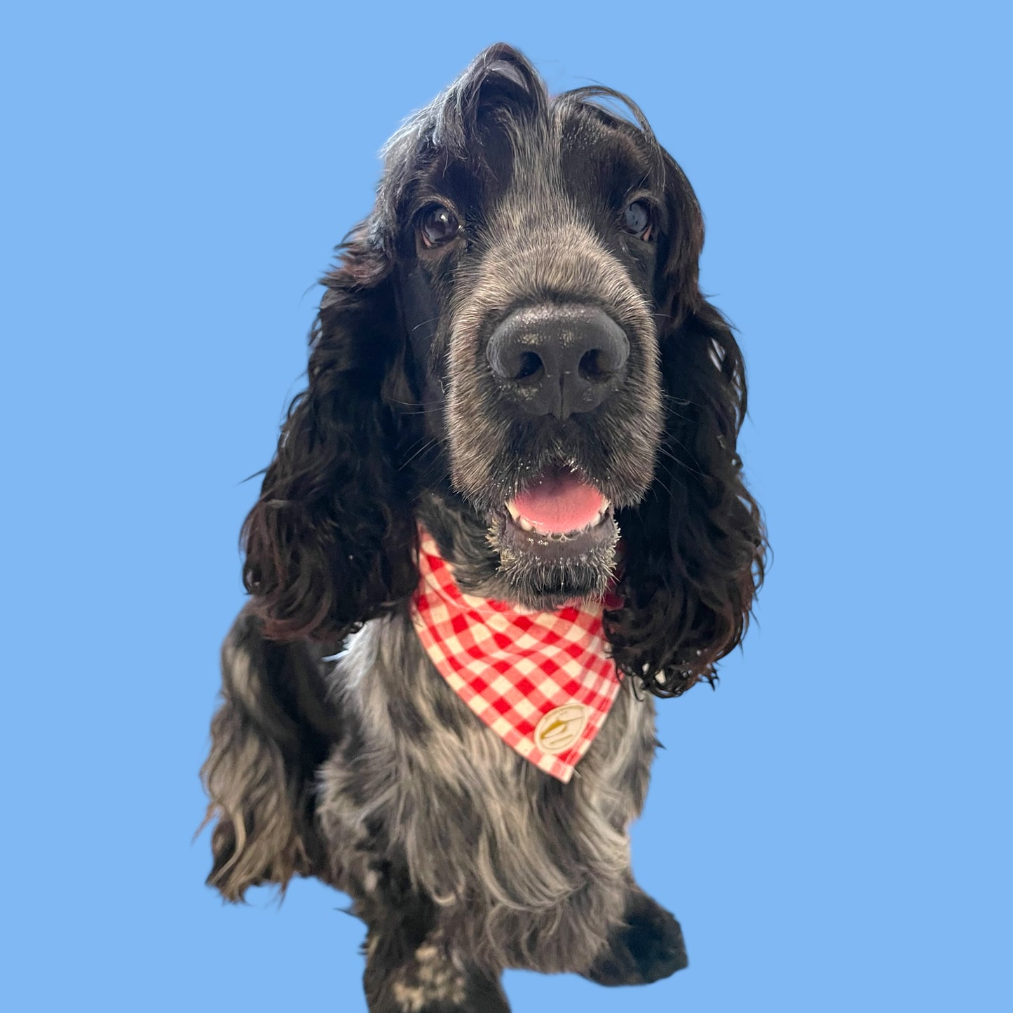 Bandana per Cani Sartoriale Rosso e bianco a Quadretti in Cotone