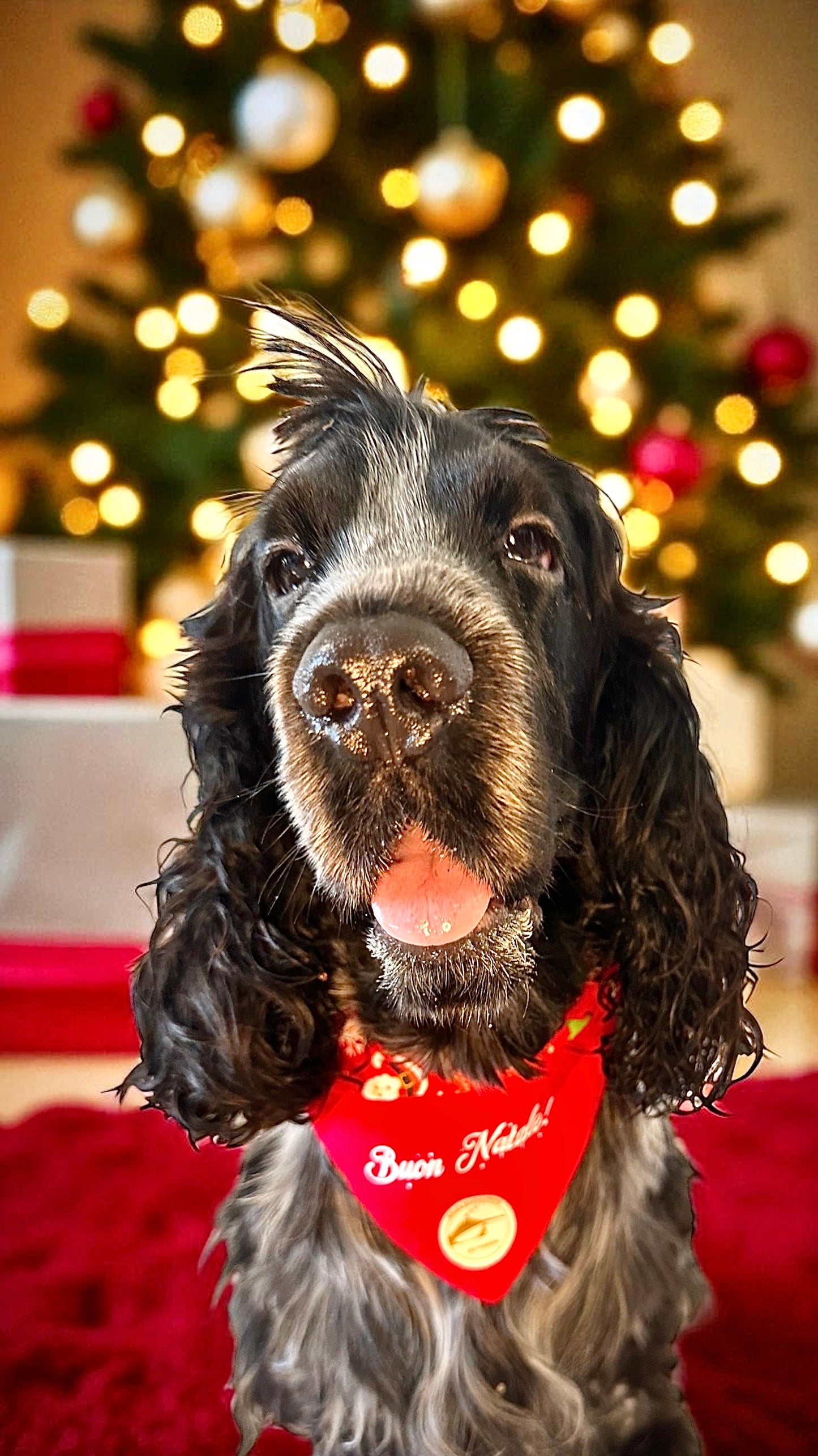 Bandana Natalizia sartoriale double-face rossa per cani e tessuto stampato con Babbi Natale alberi e  pupazzi di neve con scritta “Buon Natale!” stampata
