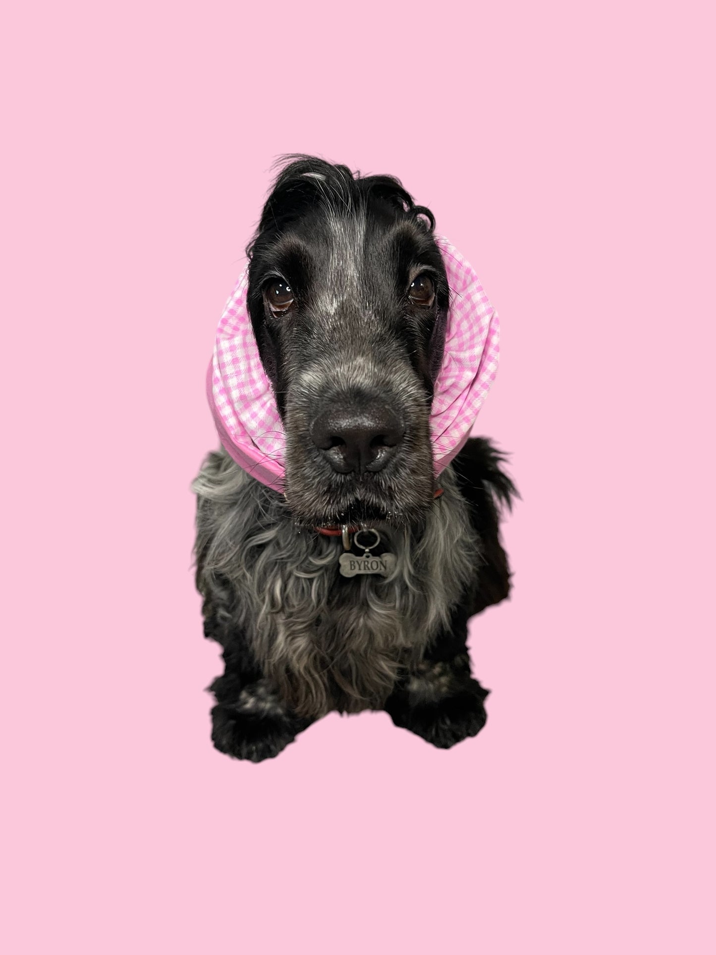 Snood Cane Double-Face in Puro Cotone con Ricamo: "Song ‘na Diva"