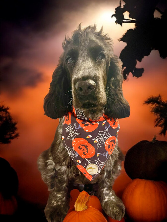 Bandana Halloween per cani nera con zucche arancioni e ragnatele