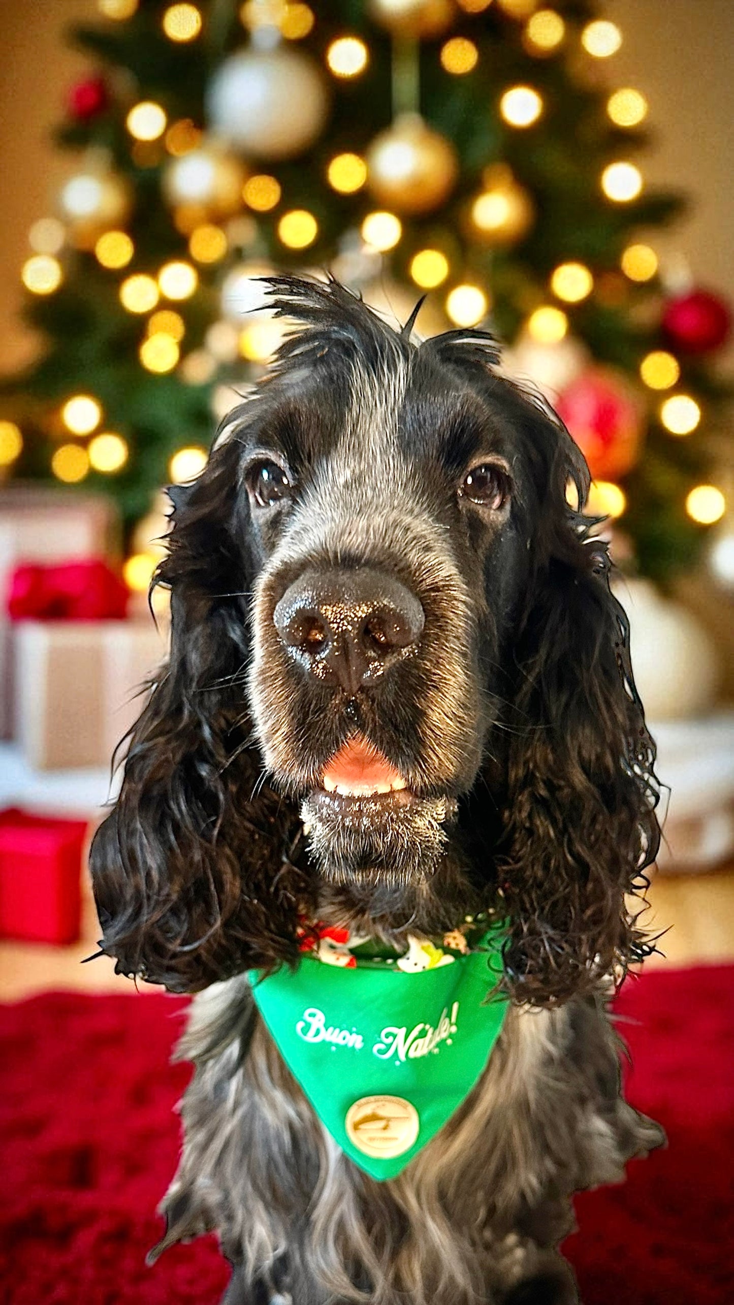 Bandana Natalizia sartoriale double-face per cani verde con tessuto fantasia con Babbi Natale, pupazzi di neve e renne e con scritta “Buon Natale!” stampata