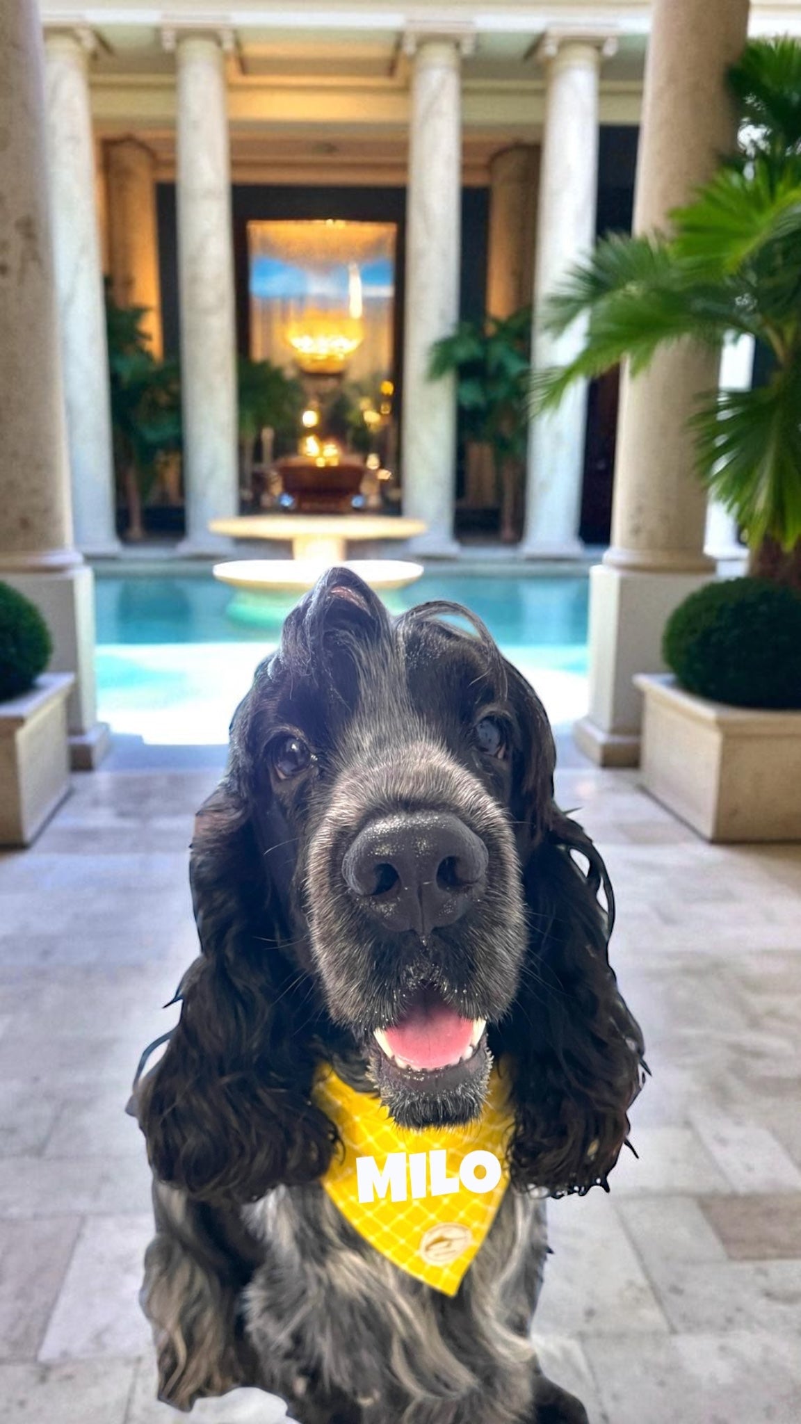Bandana per Cani Sartoriale gialla a Quadretti in Cotone