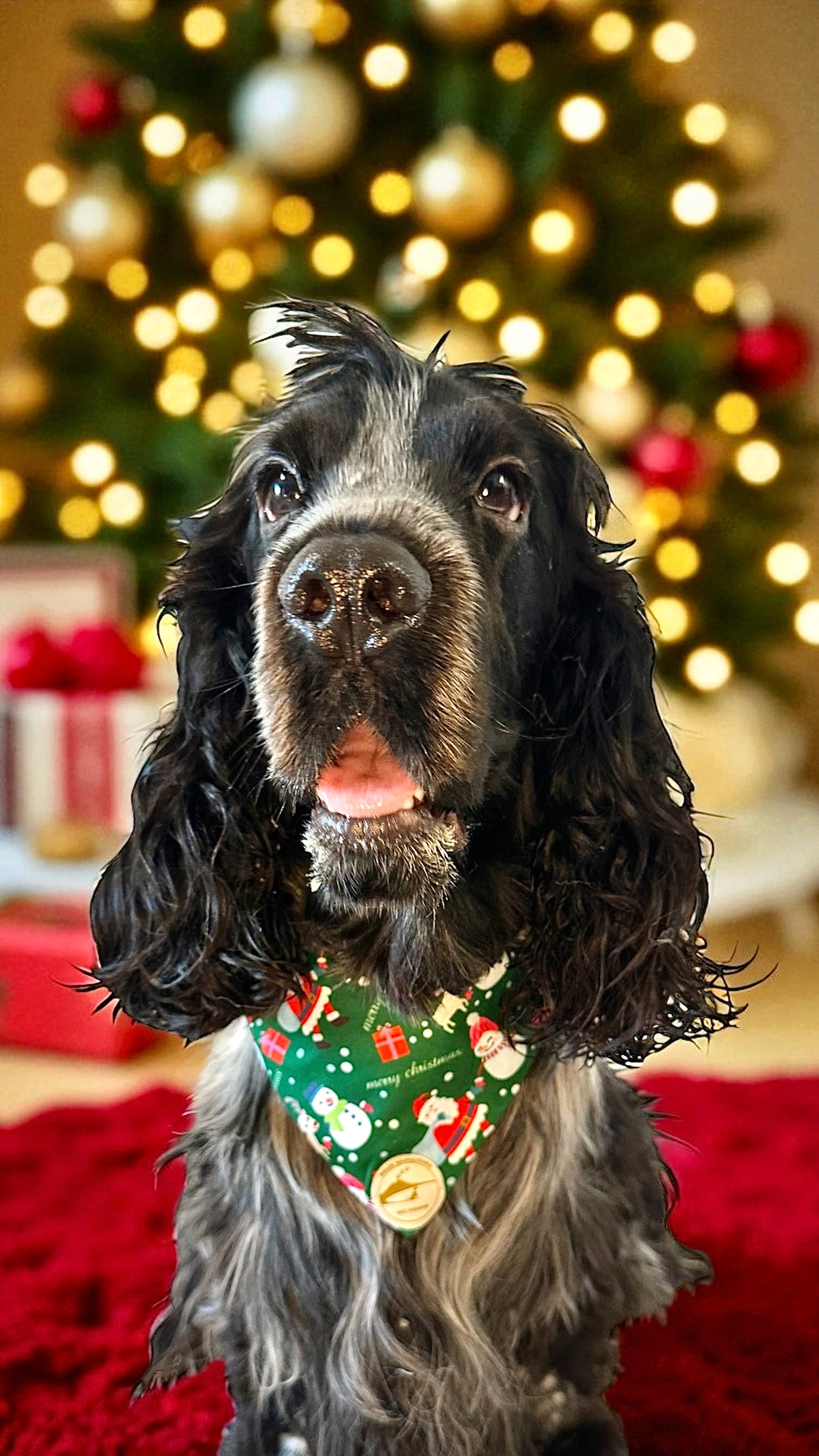 Bandana Natalizia sartoriale double-face per cani verde con tessuto fantasia con Babbi Natale, pupazzi di neve e renne e con scritta “Buon Natale!” stampata