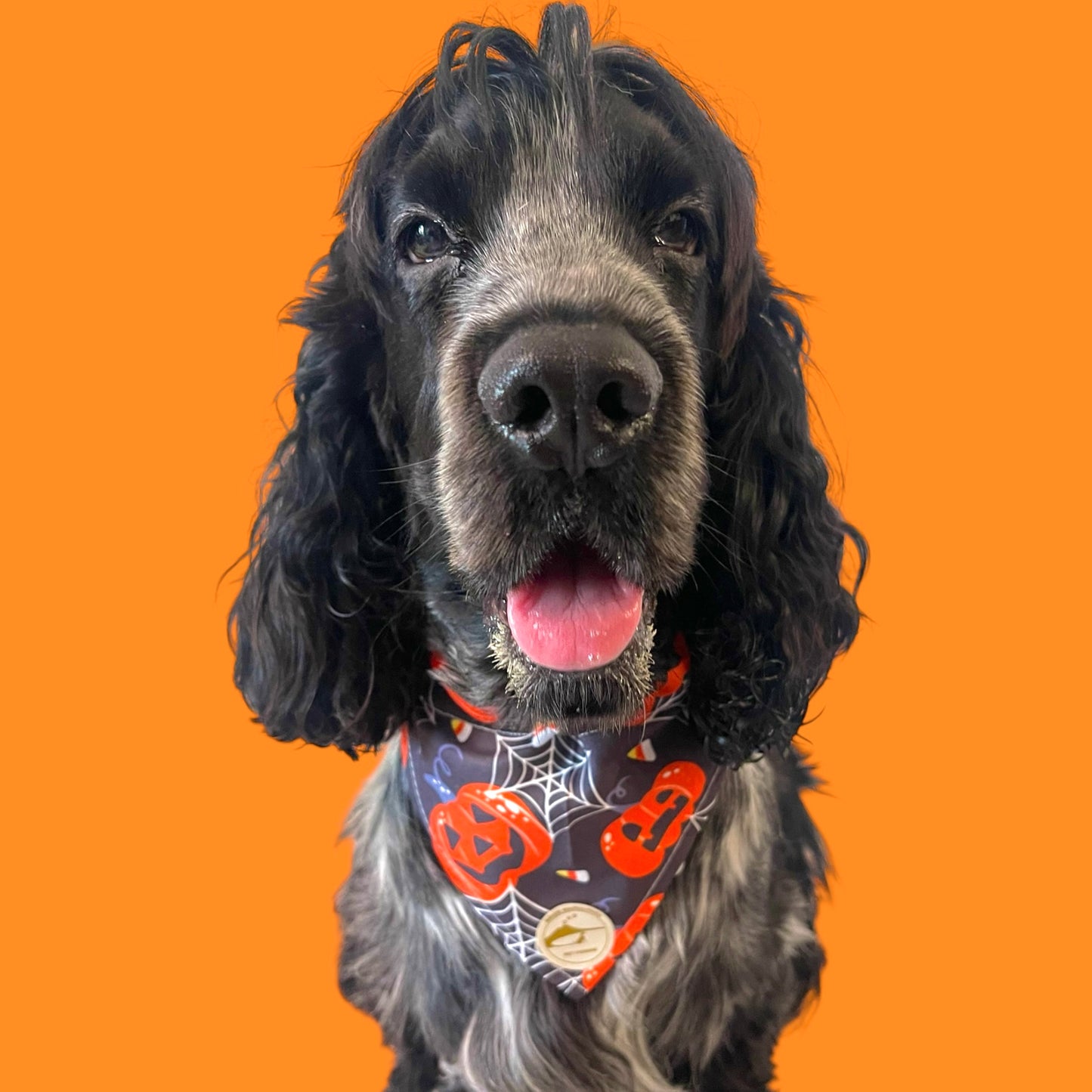 Bandana Classic Halloween Nera: Zucche e Ragnatele Sartoriale per Cani