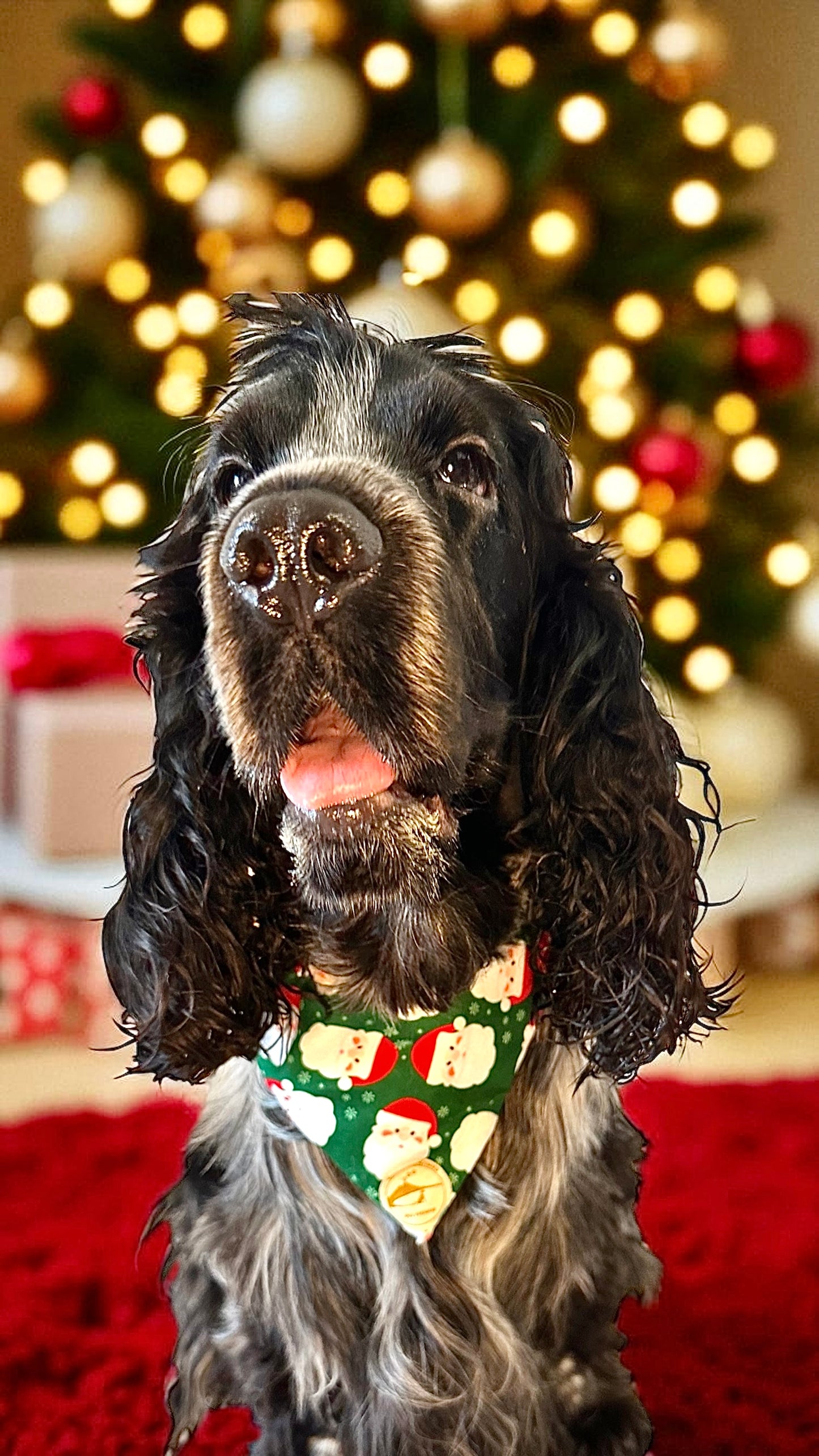 Bandana Natalizia sartoriale double-face per cani verde e tessuto fantasia con Babbi Natale con scritta “Buon Natale!” stampata