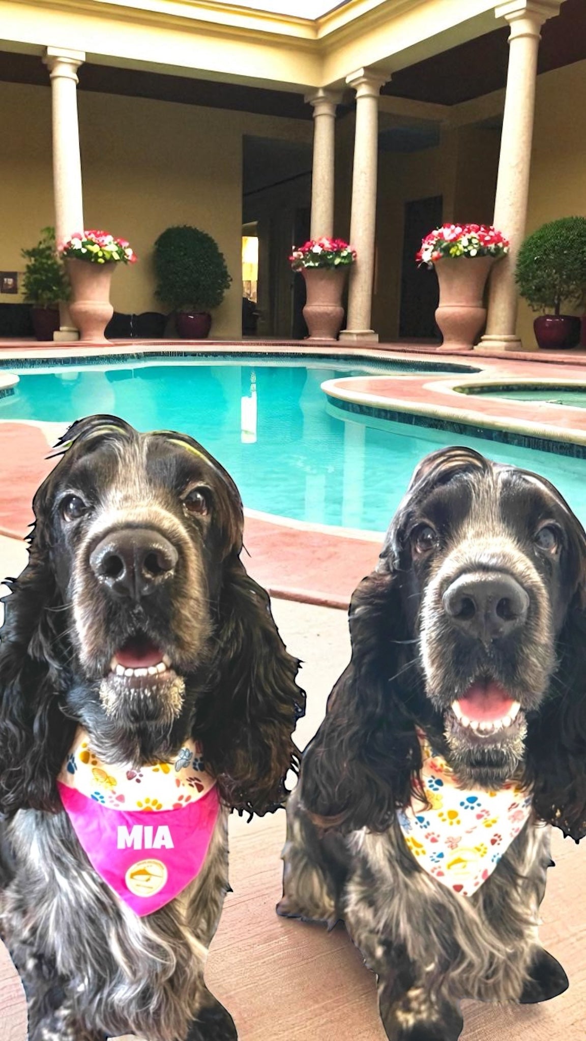 Bandana per Cani rosa con fantasia di zampette multicolor, Double-Face e Personalizzata