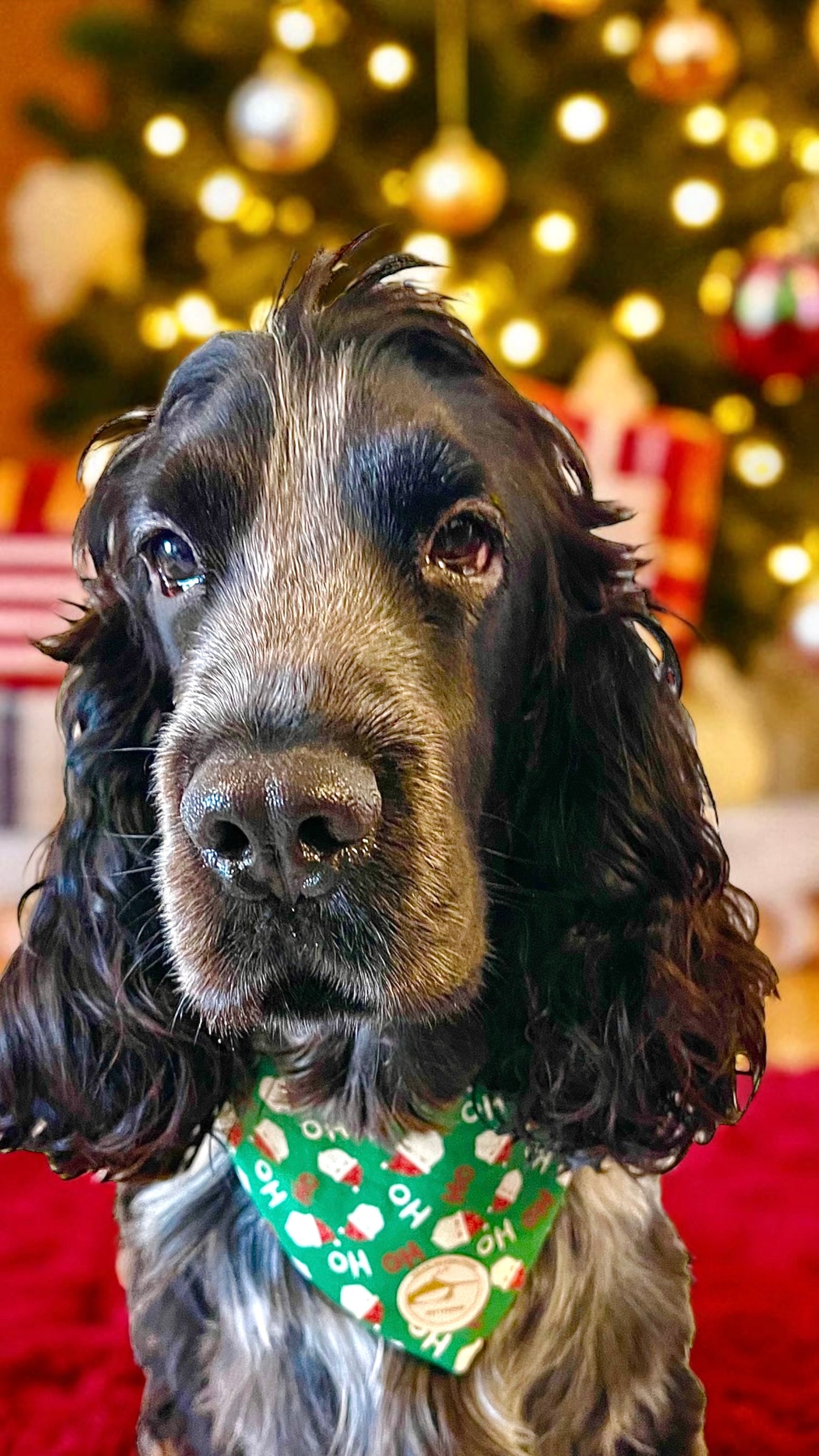 Bandana natalizia sartoriale double-face per cani verde con babbi Natale - Personalizzabile