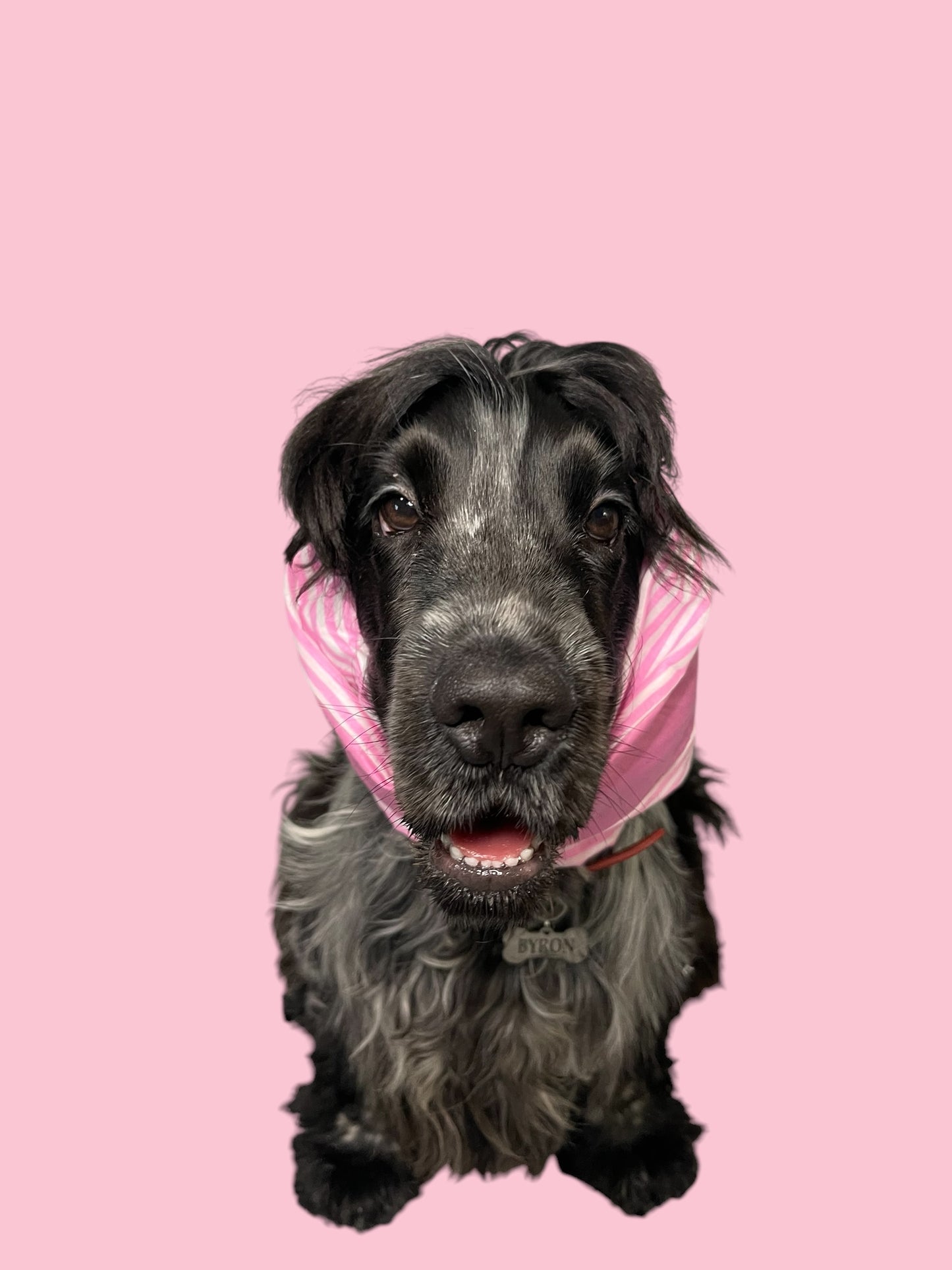 Snood Cane Double-Face in Puro Cotone con Ricamo: “Teng l’Arteteca”