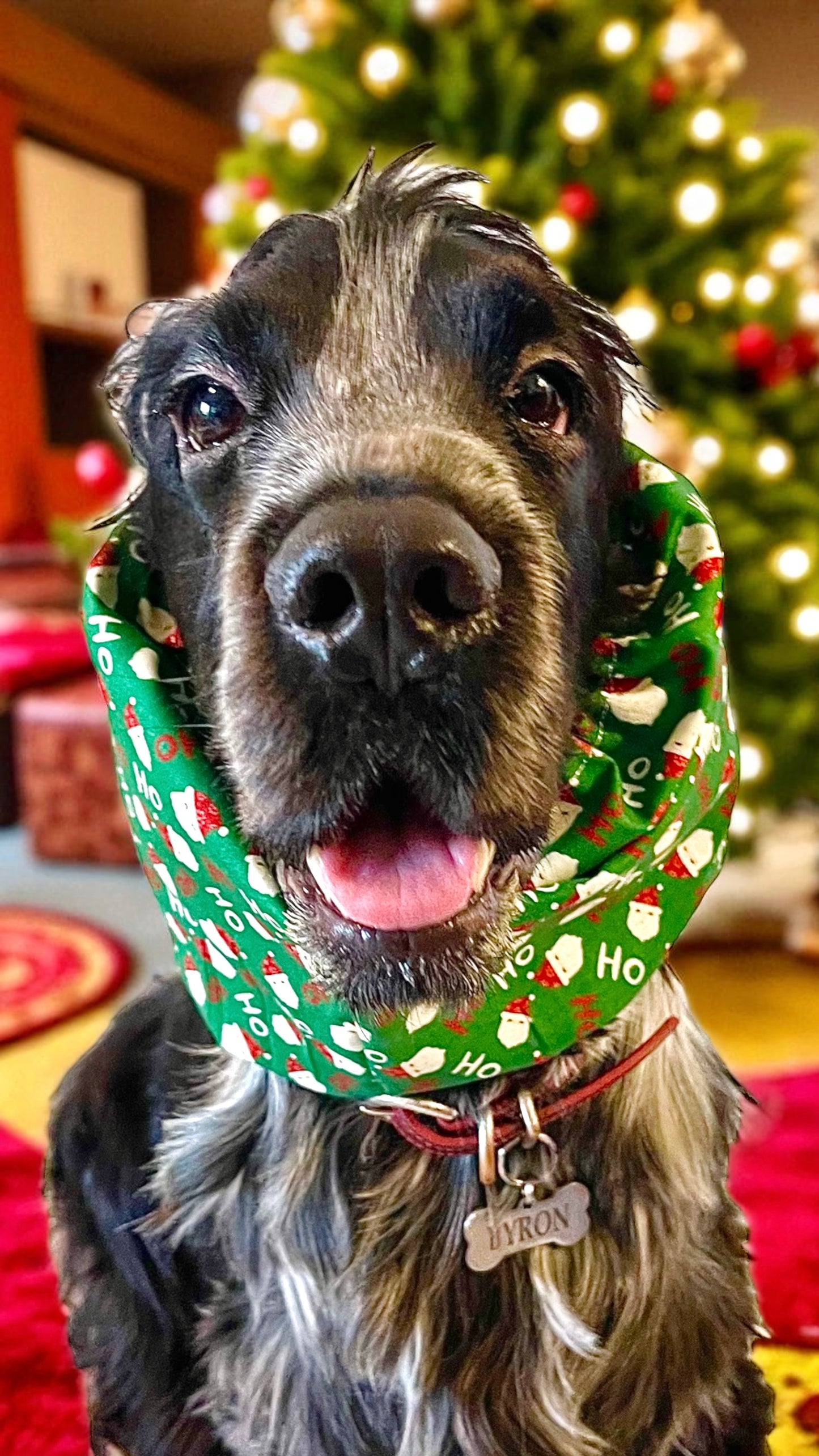 Snood sartoriale natalizio verde con Babbi Natale per cocker