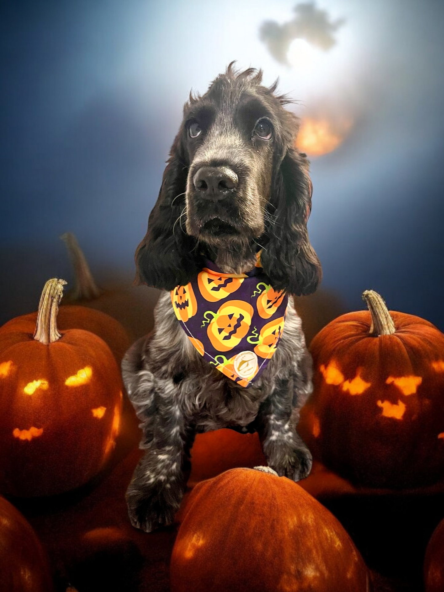 Bandane Halloween per cani nera con zucche arancioni