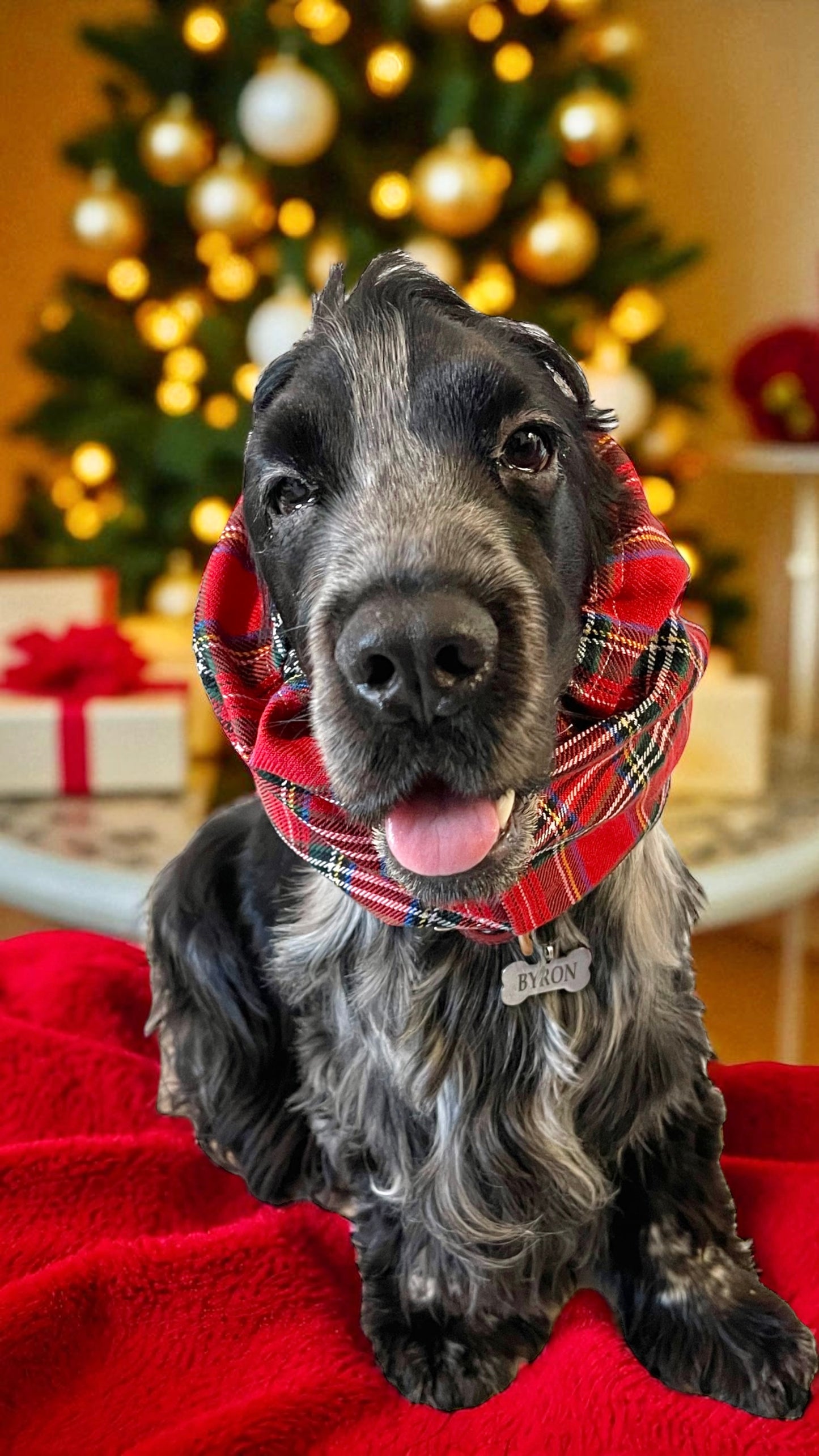 Snood natalizio sartoriale per cani in tessuto Tartan rosso per cocker