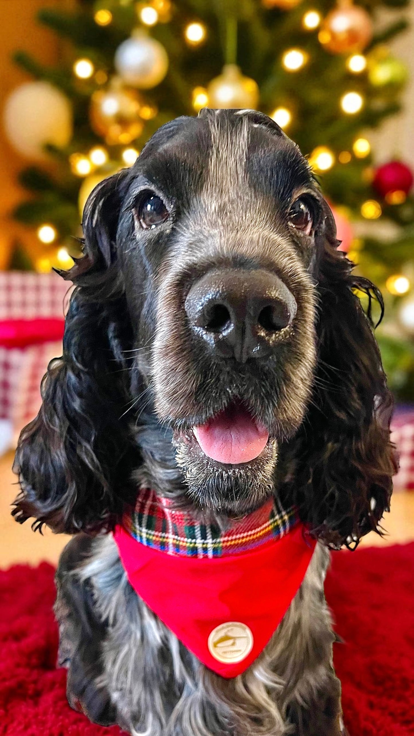 Bandana natalizia sartoriale double-face per cani in tessuto Tartan - Personalizzabile