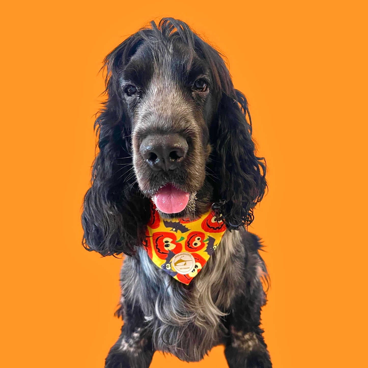 Bandana Cane Double-Face Gialla Halloween: Zucche, Pipistrelli e “Premietto o Scherzetto”