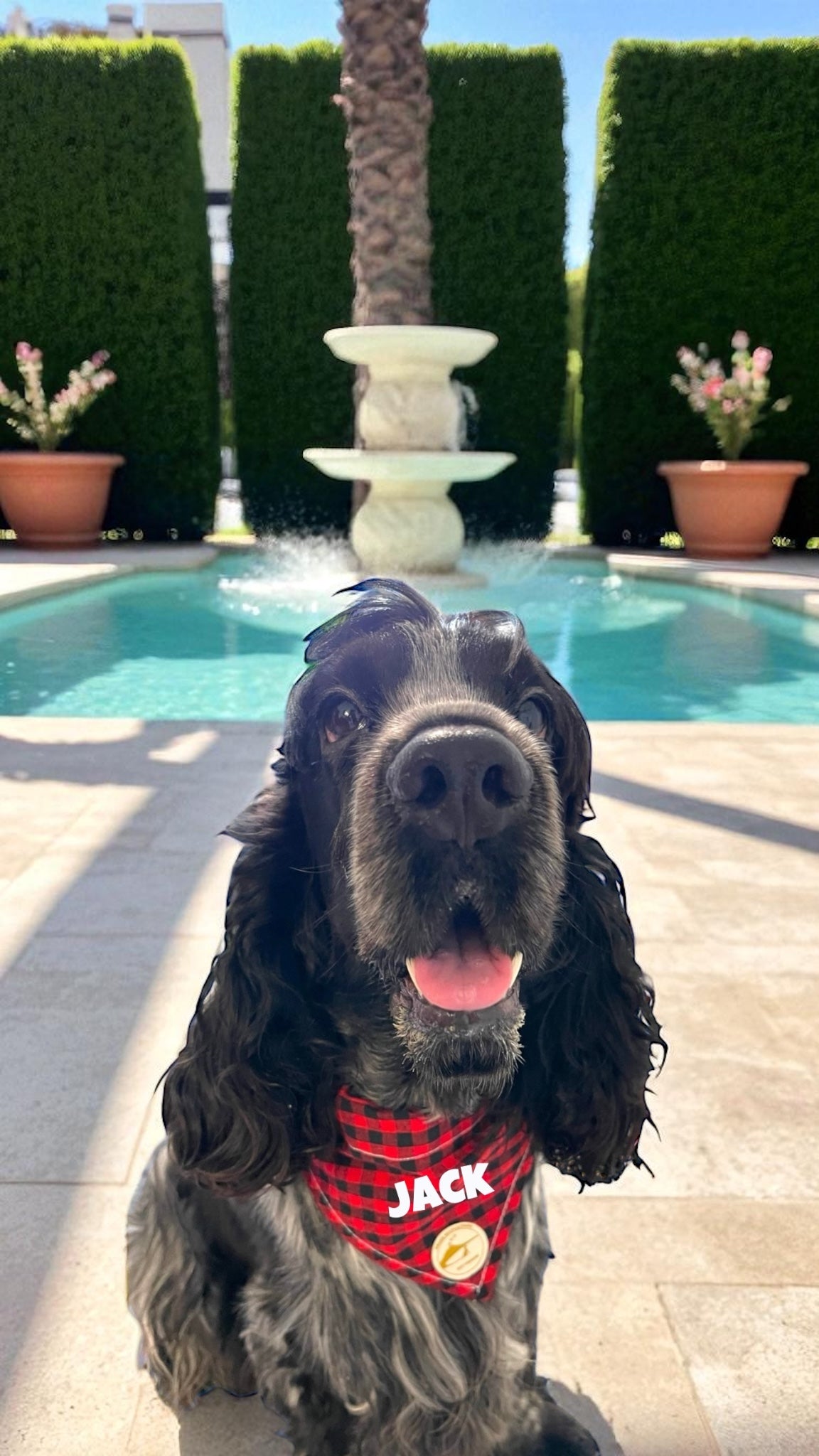 Bandana per Cani Sartoriale nero e rosso a Quadretti in Cotone