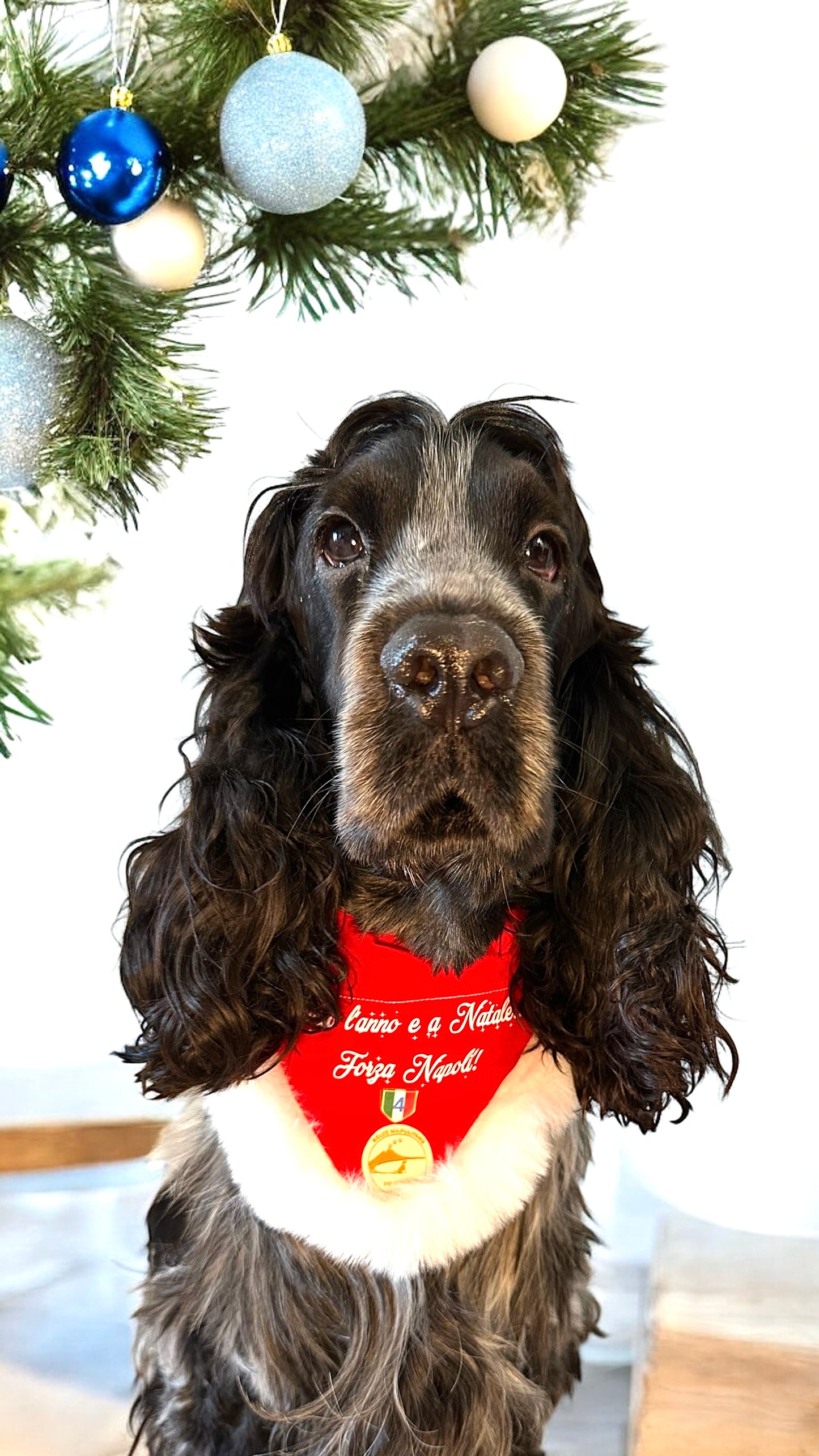Bandana Natalizia per cani - Calcio Napoli - “ Tutto l’anno e a Natale.. Tifo Napoli!”