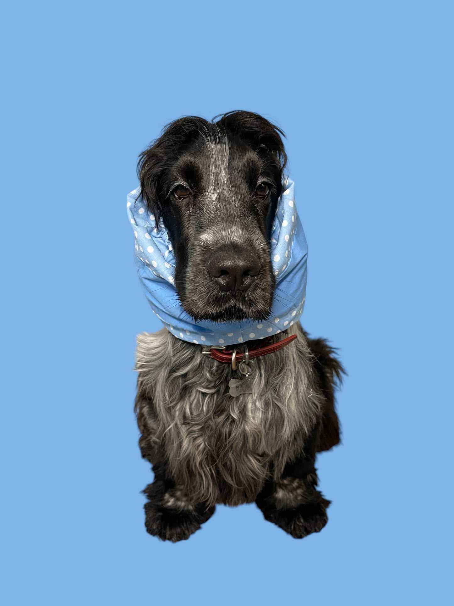 Snood Cane Double-Face in Puro Cotone con Ricamo: "Teng ‘a Capa Tost" – Testardaggine e Stile!