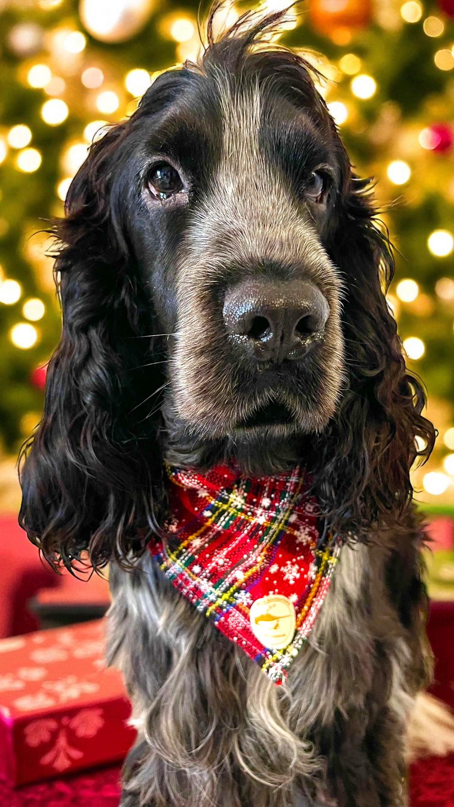 Bandana natalizia sartoriale per cani stile tartan su sfondo rosso con fiocchi di neve.