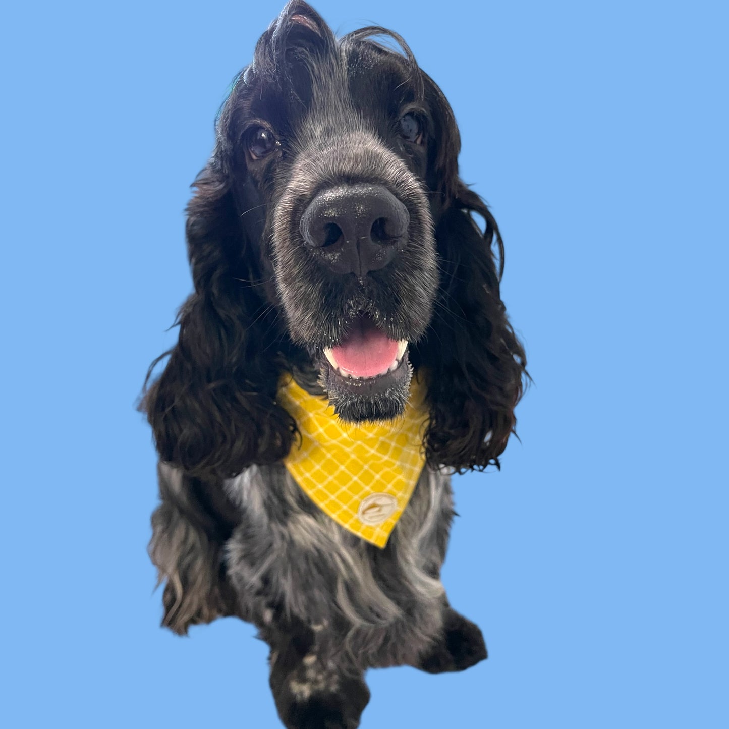 Bandana per Cani Sartoriale gialla a Quadretti in Cotone