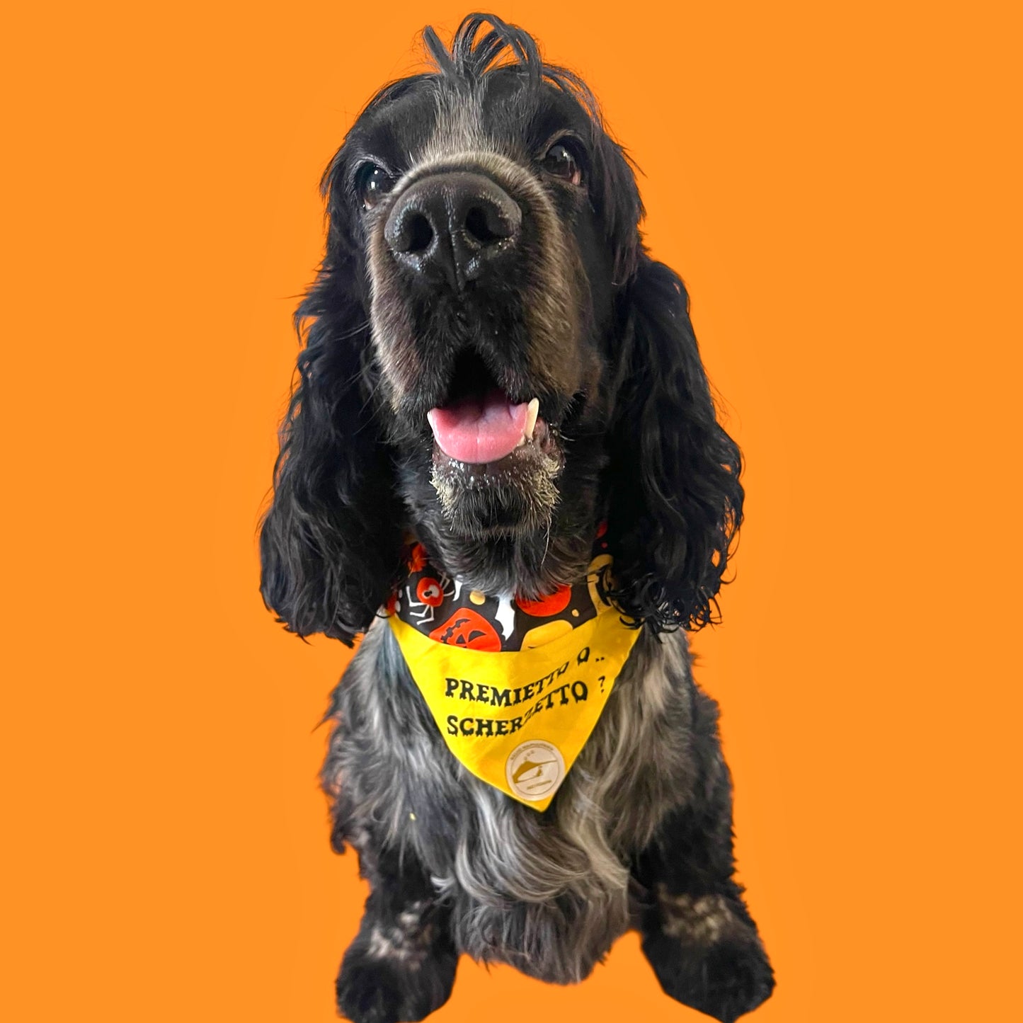 Bandana Cane Double-Face Halloween con Zucche e Scritta “Premietto o Scherzetto”