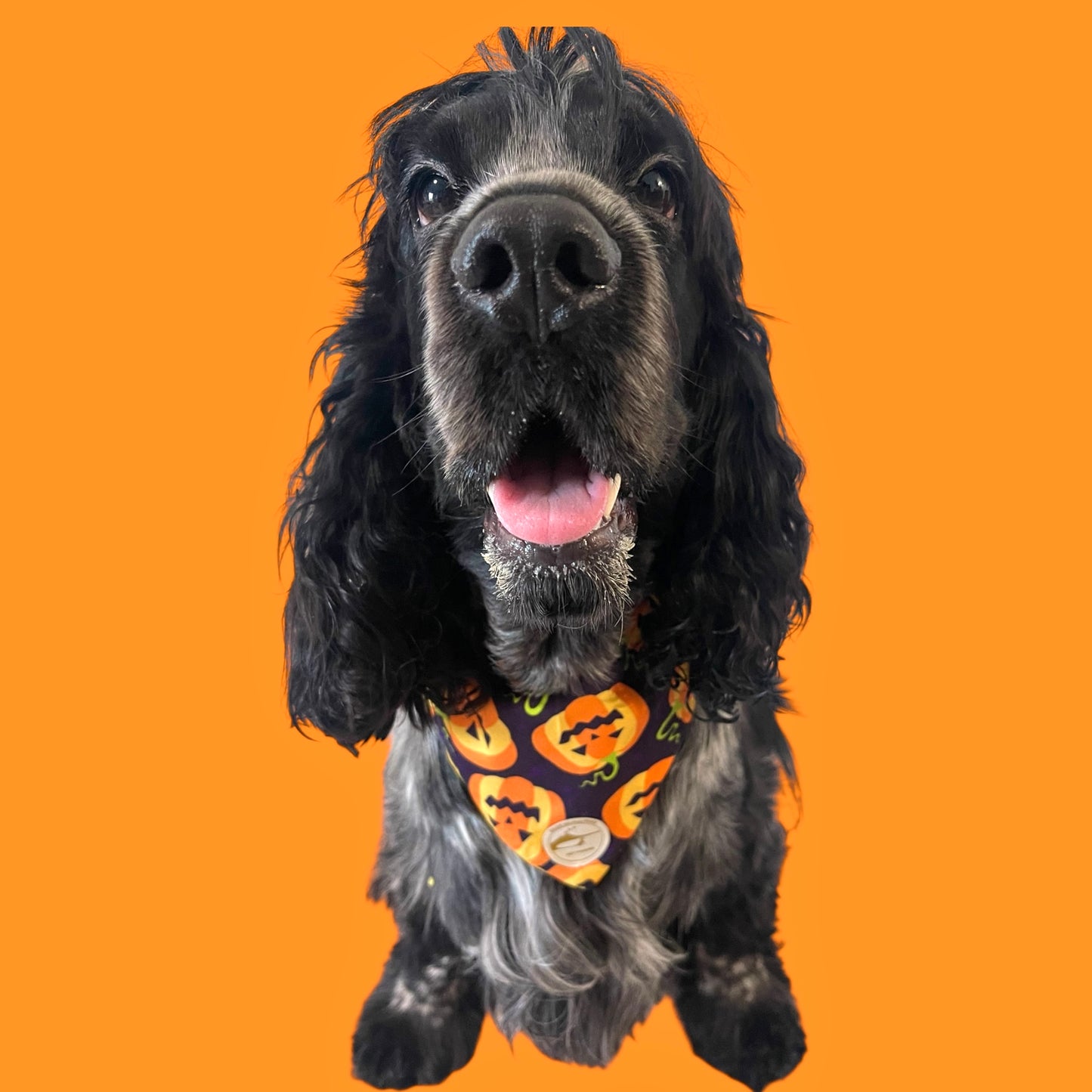 Bandana Cane Double-Face Halloween con Zucche e Scritta “Premietto o Scherzetto”