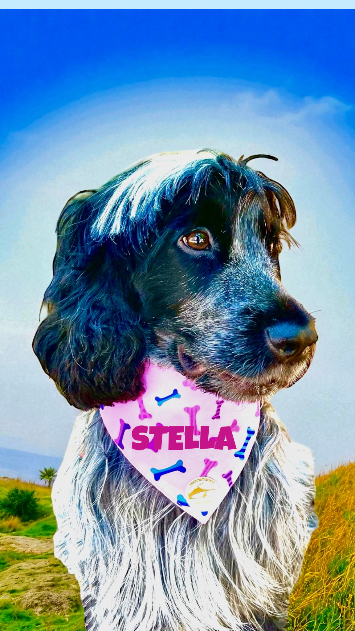 Bandana cane rosa con collare con fantasia ossi multicolor personalizzabile