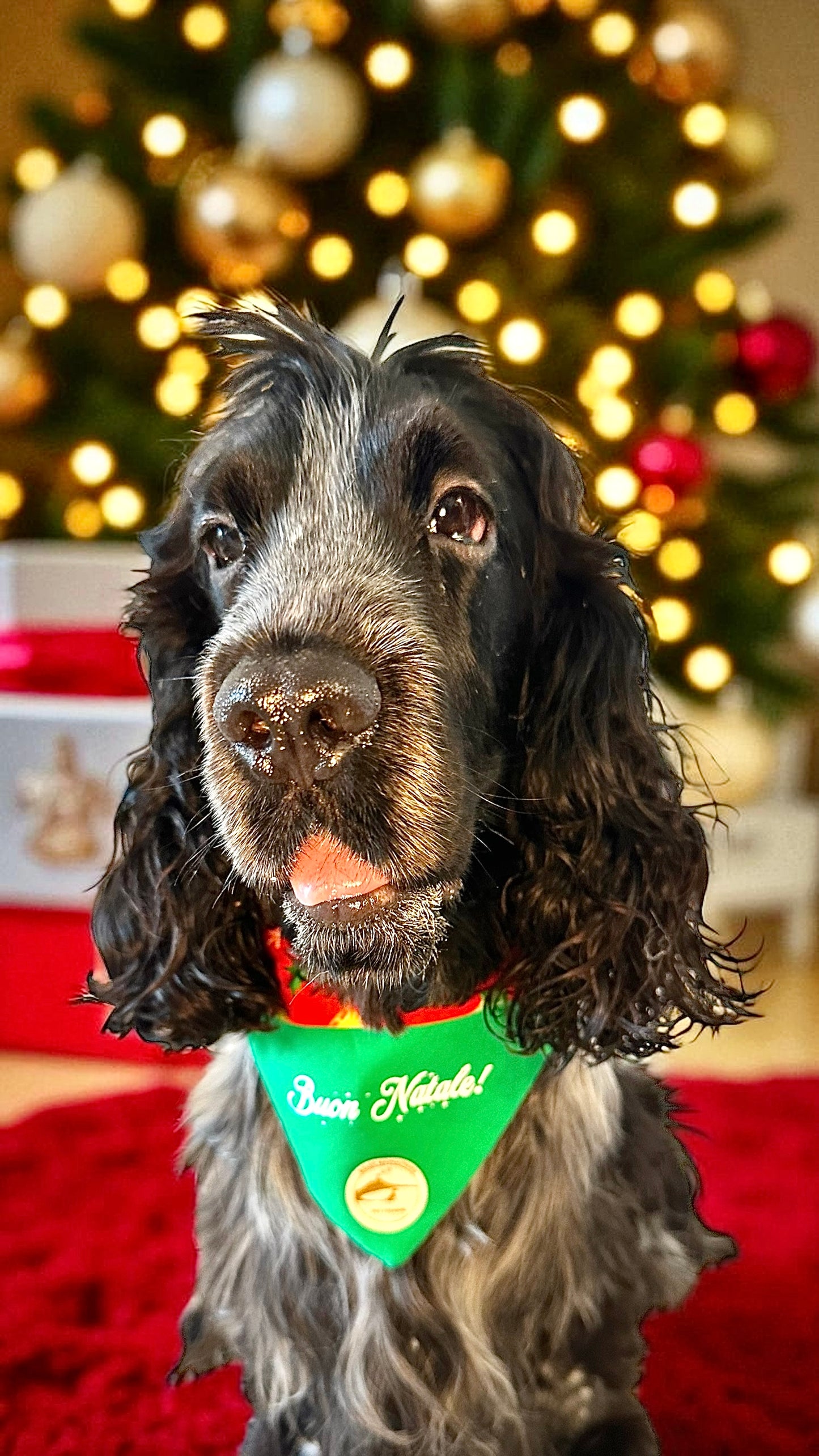 Bandana natalizia sartoriale double-face per cani verde con tessuto fantasia rosso con calze di Natale e scritta “Buon Natale!” stampata